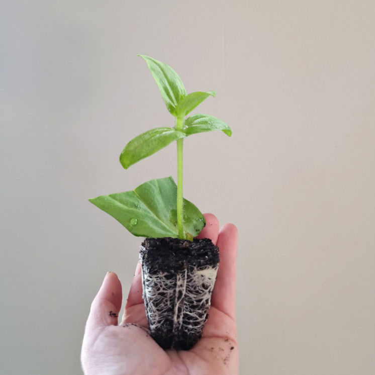 Annas Prinsessbakelse Zinnia (3-pack)