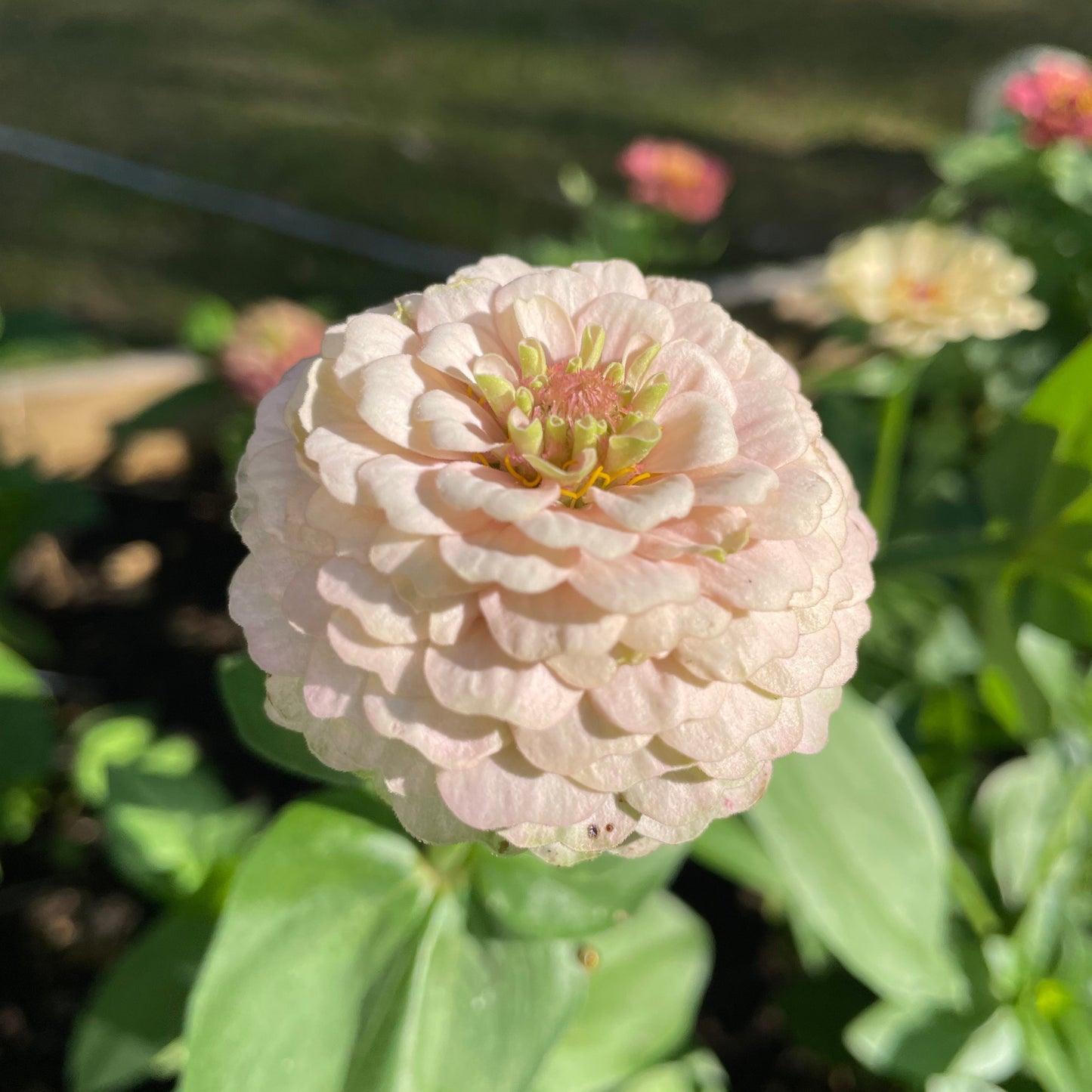 Annas Prinsessbakelse Zinnia (3-pack)