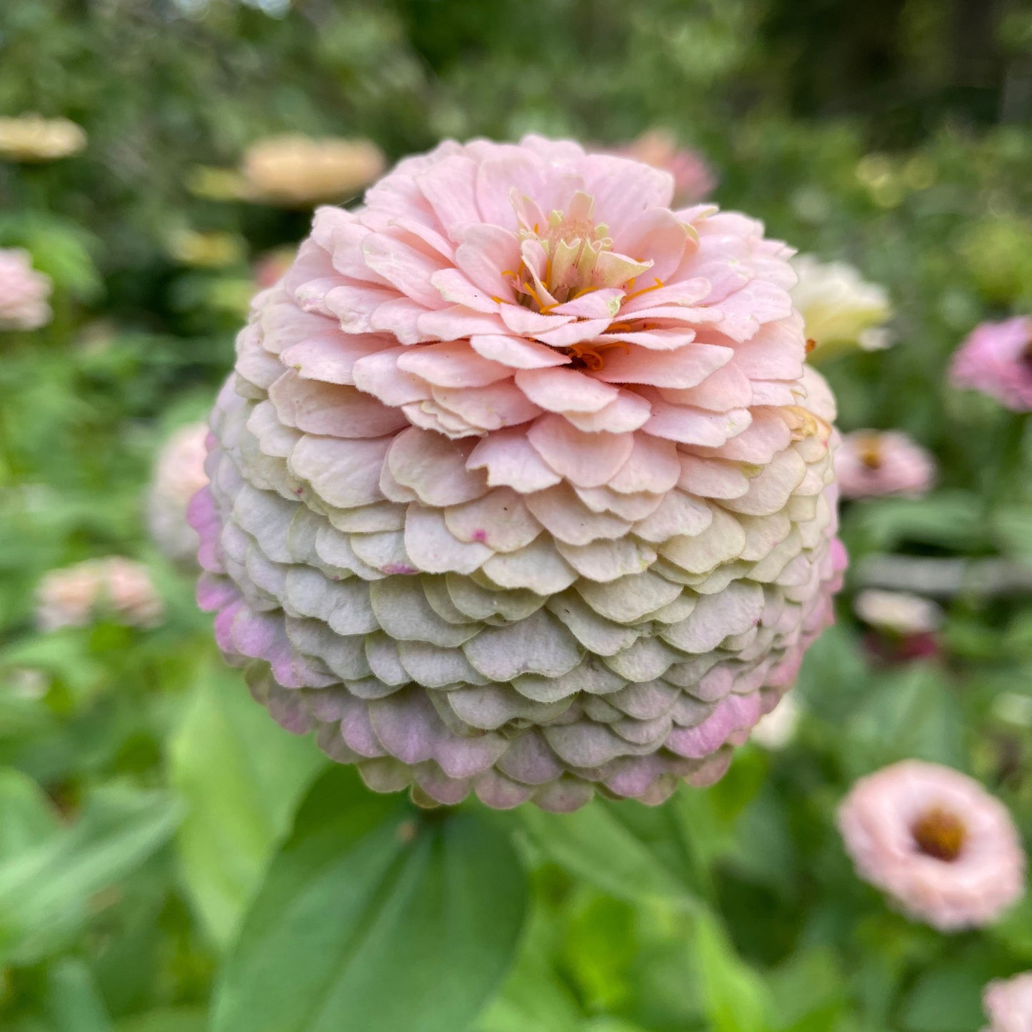 Annas Prinsessbakelse Zinnia (3-pack)