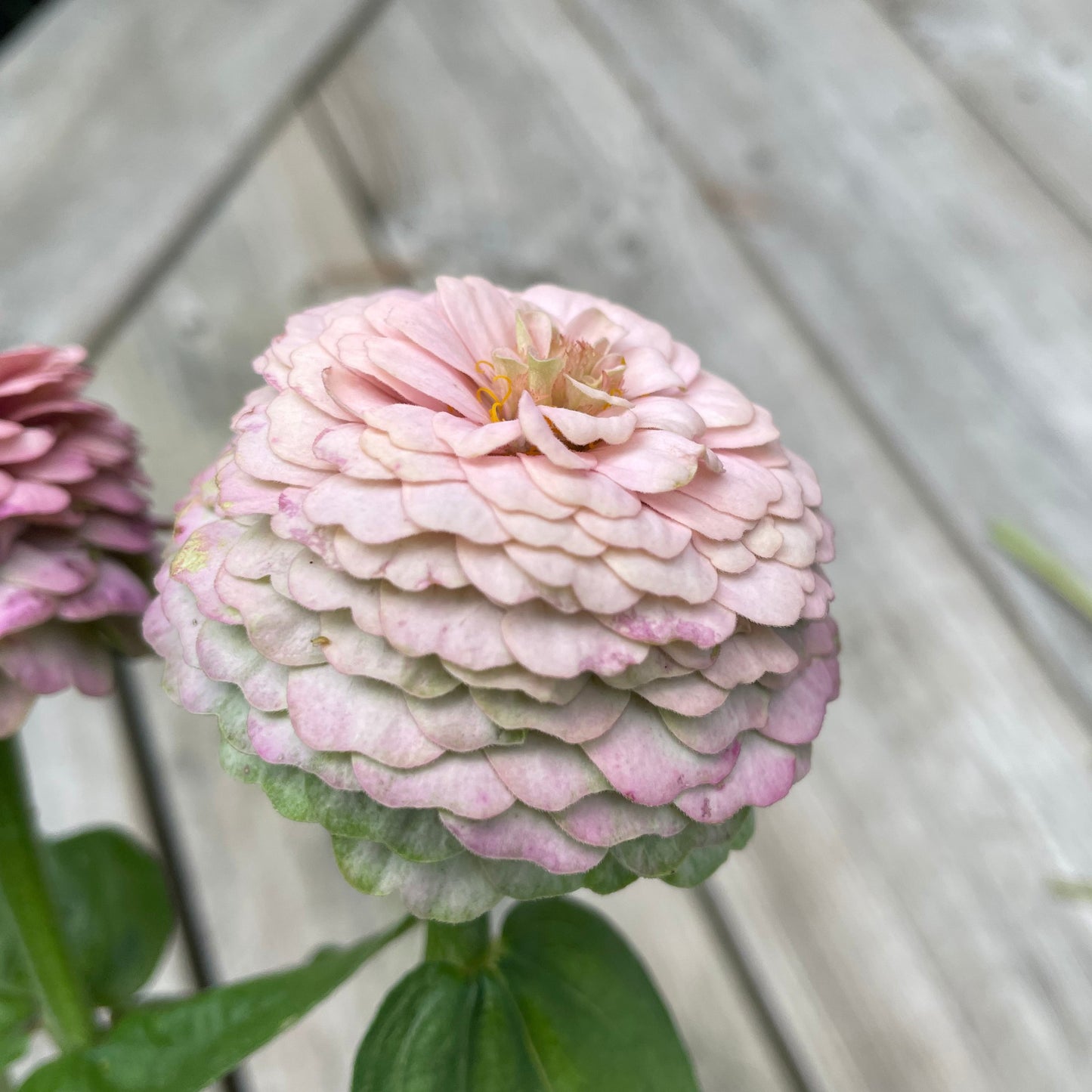 Annas Prinsessbakelse Zinnia (3-pack)