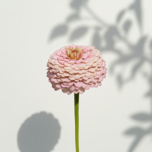 Annas Prinsessbakelse Zinnia (3-pack)