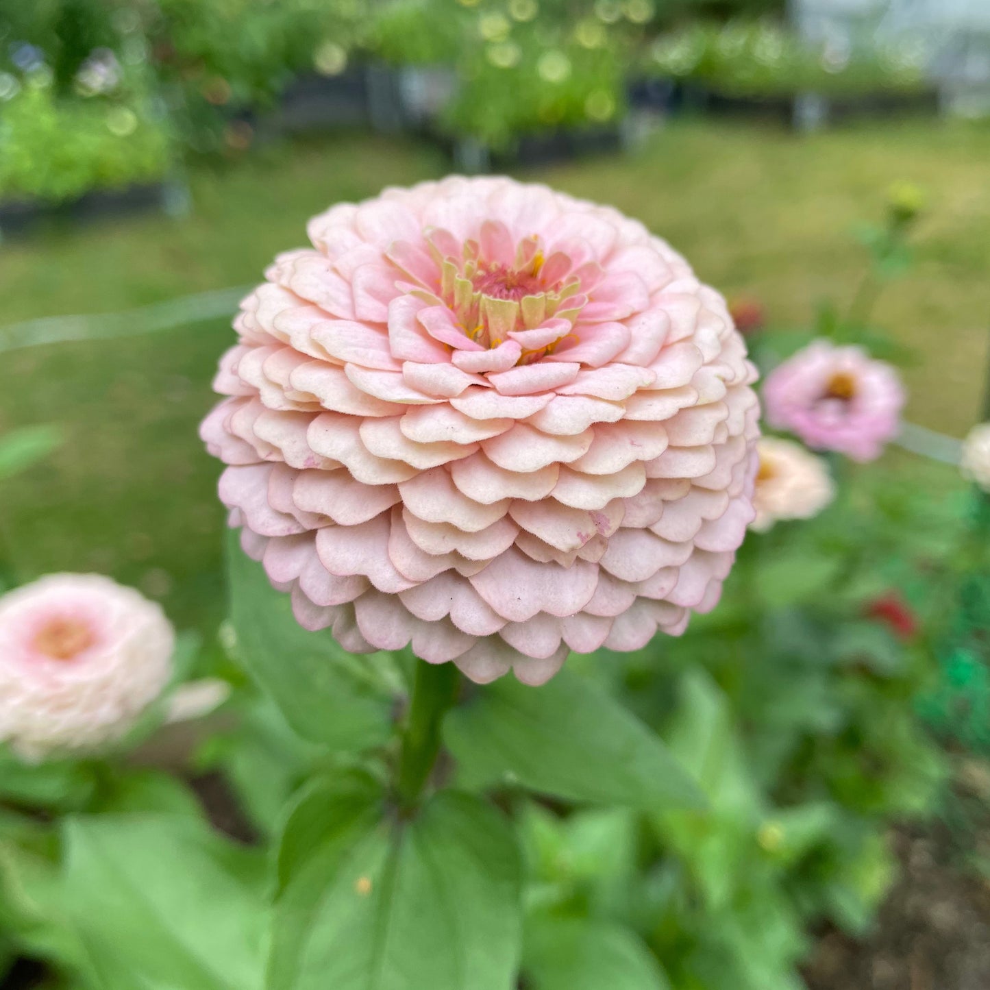 Annas Prinsessbakelse Zinnia (3-pack)