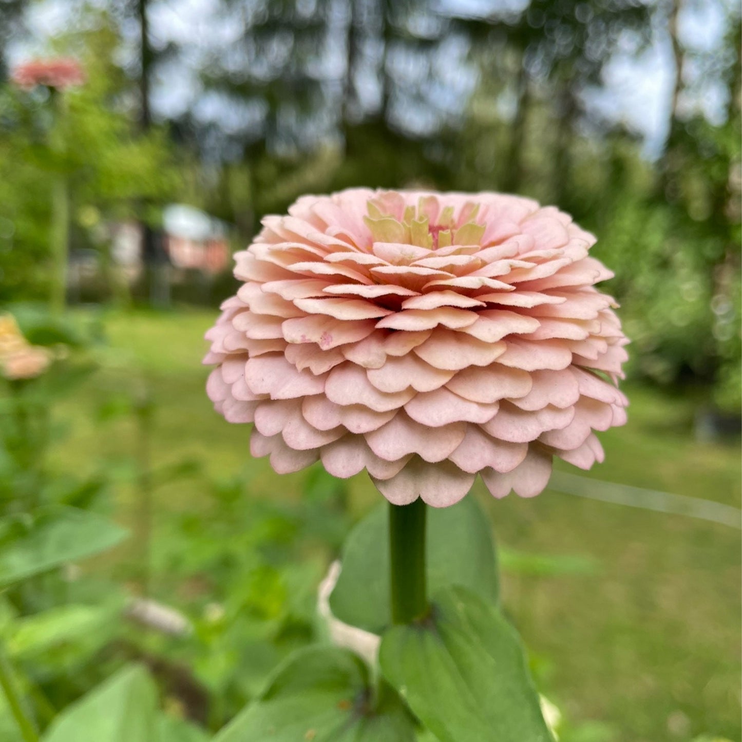 Annas Prinsessbakelse Zinnia (3-pack)