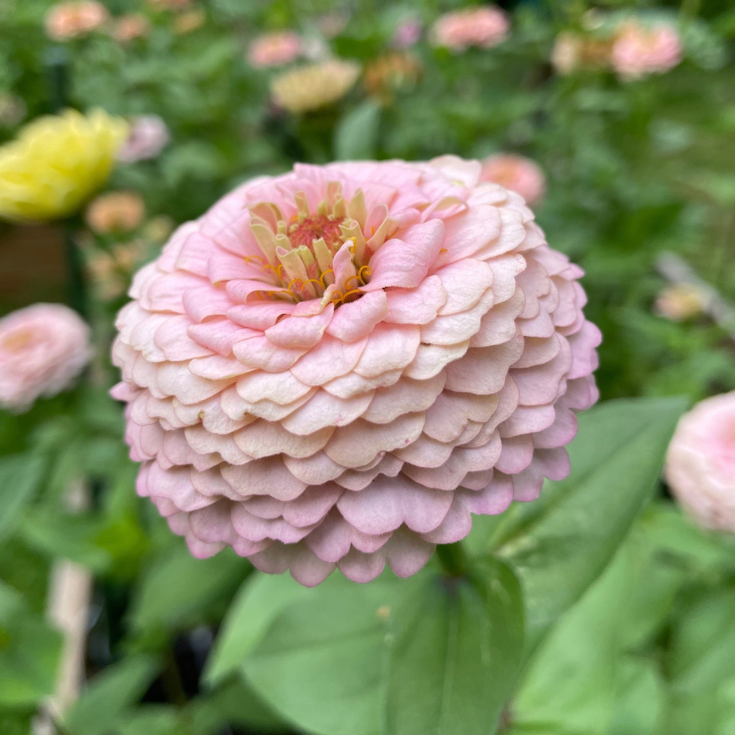 Annas Prinsessbakelse Zinnia (3-pack)