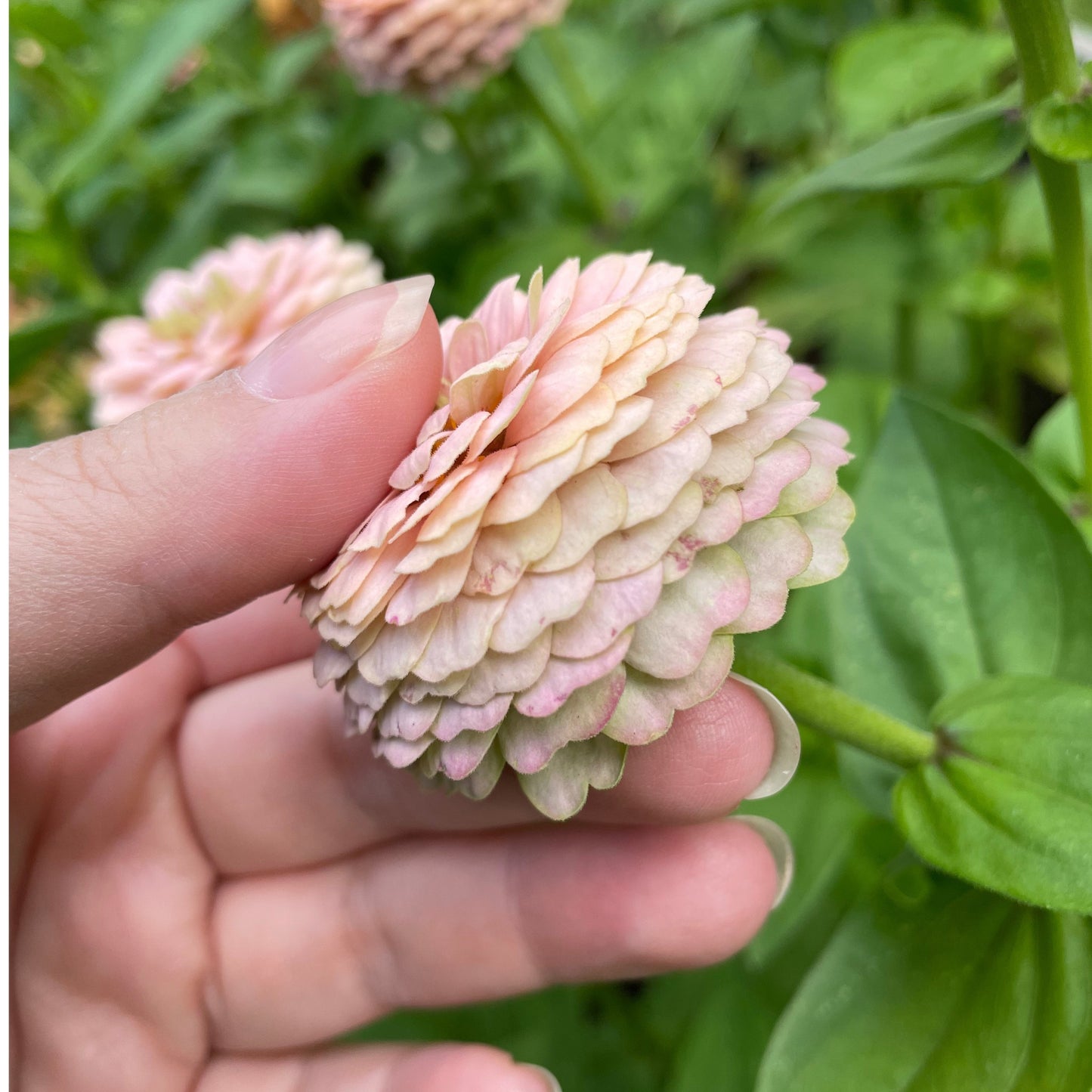 Annas Prinsessbakelse Zinnia (3-pack)