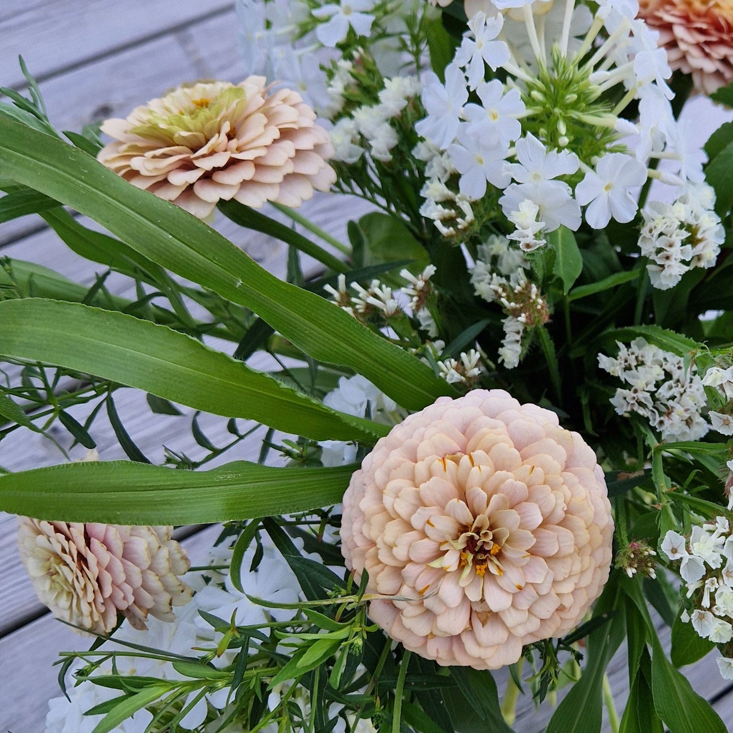 Aprikoscupcake Zinnia (3-pack)