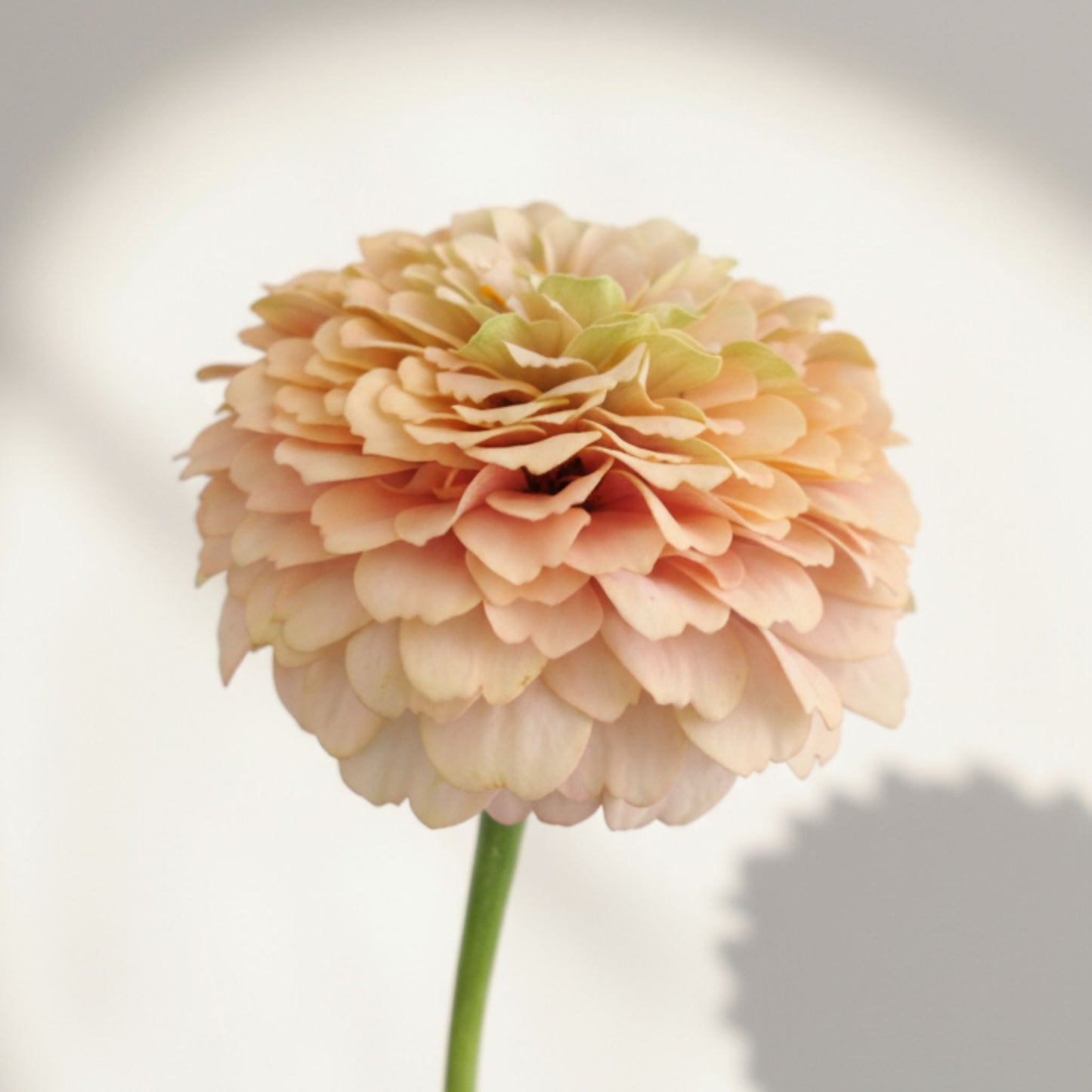 Aprikoscupcake Zinnia (3-pack)