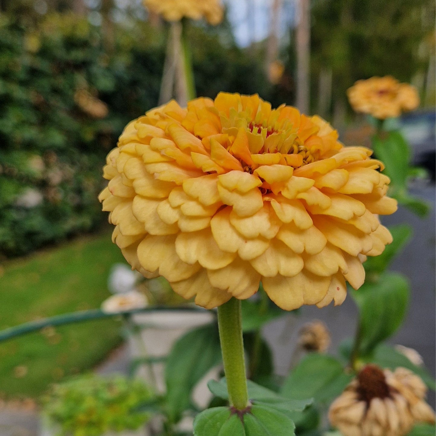 Aprikoscupcake Zinnia (3-pack)