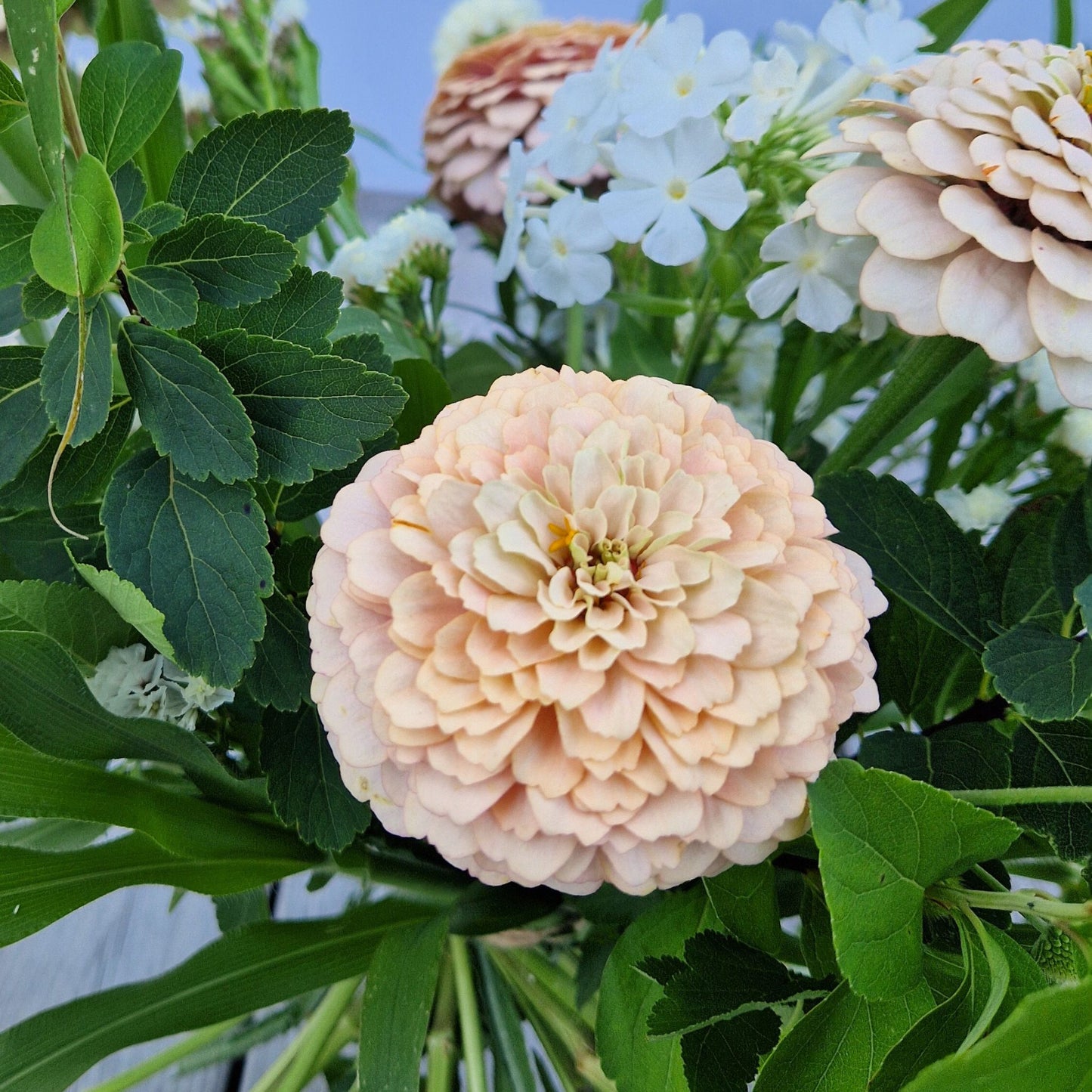 Aprikoscupcake Zinnia (3-pack)