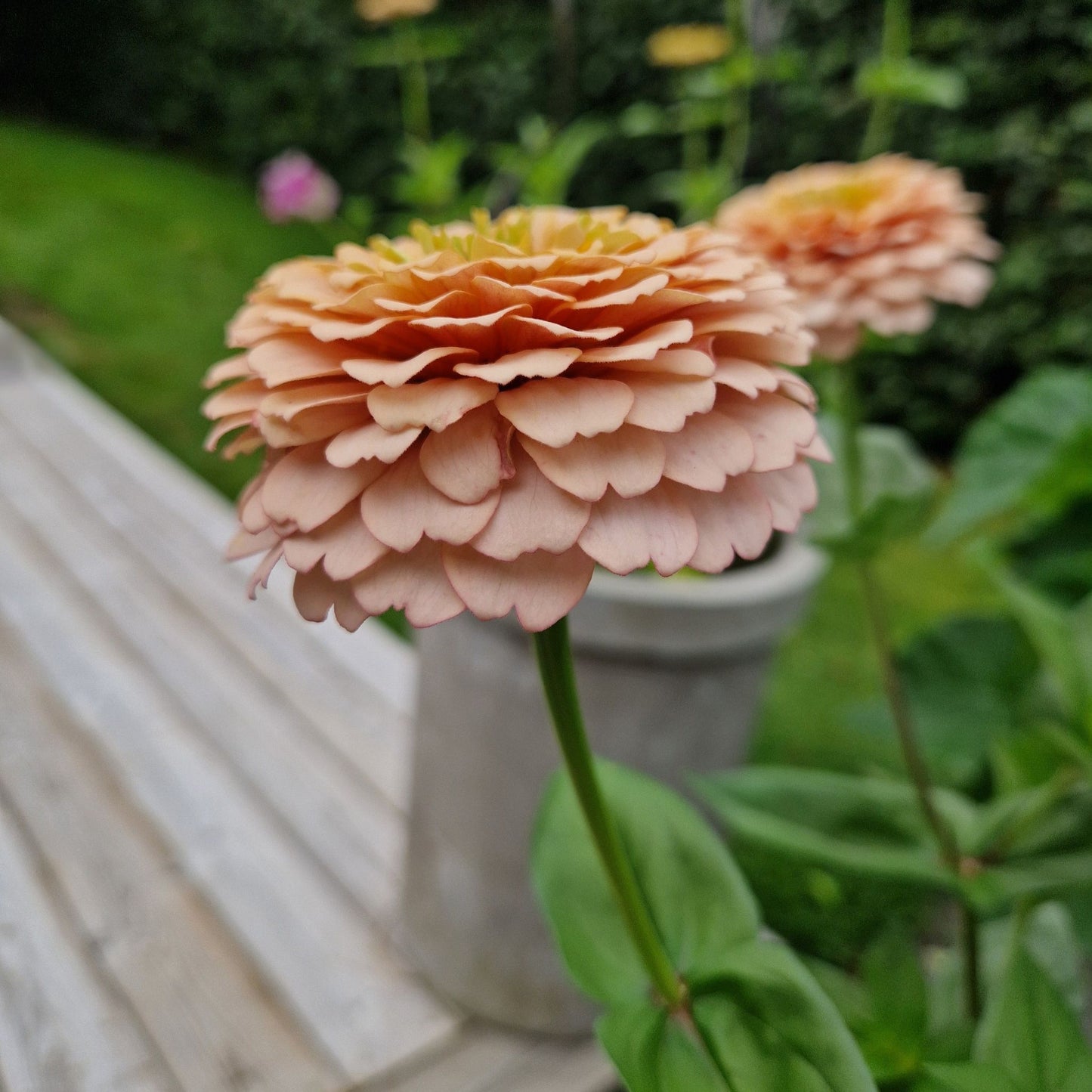 Aprikoscupcake Zinnia (3-pack)