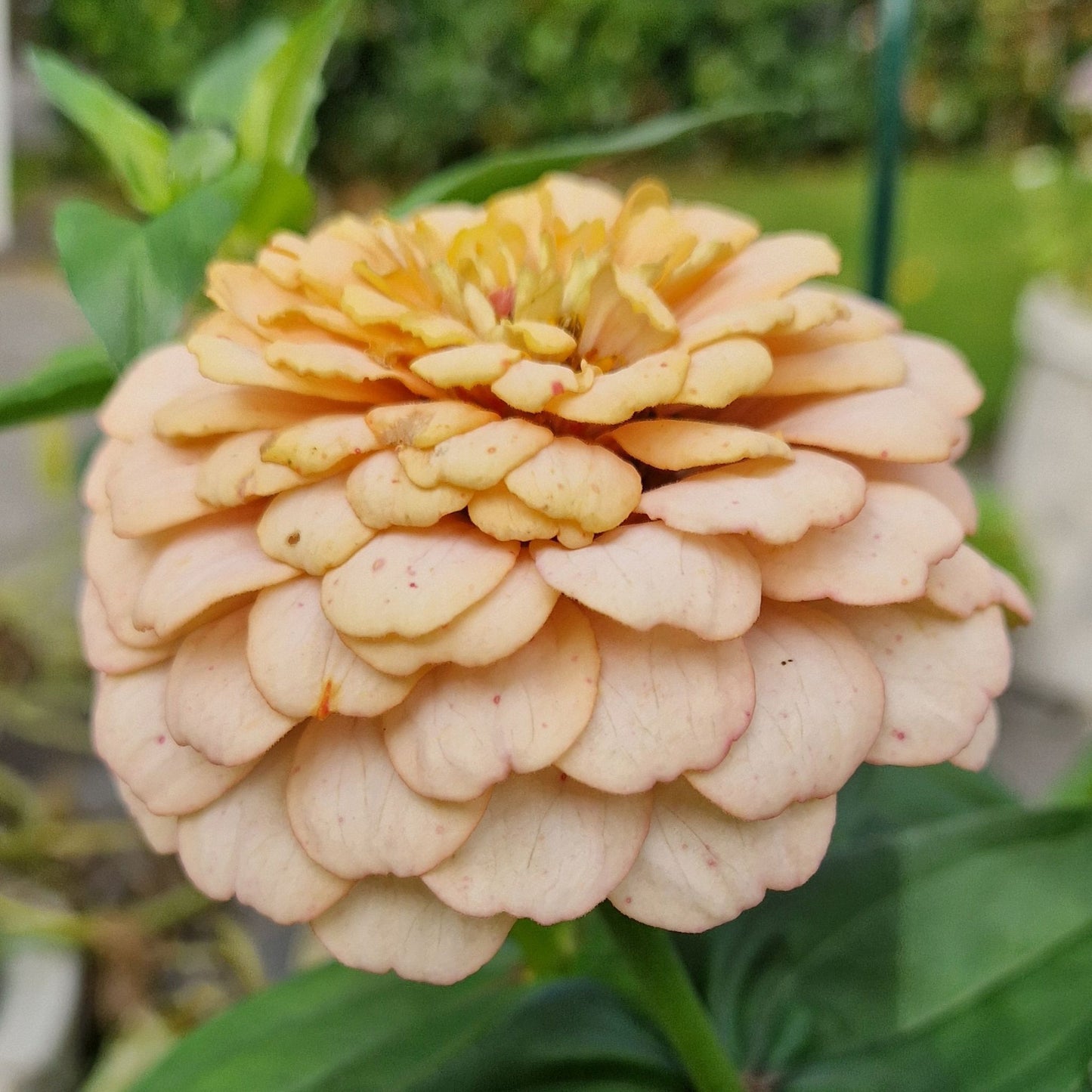 Aprikoscupcake Zinnia (3-pack)