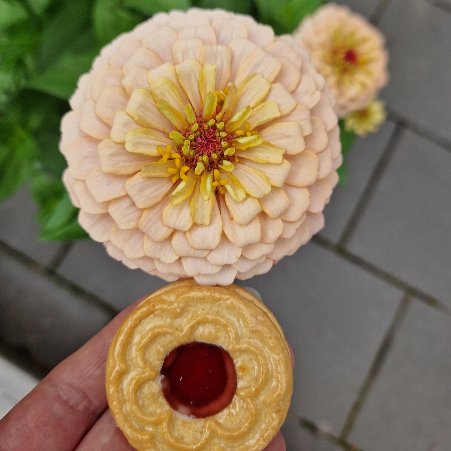 Aprikoscupcake Zinnia (3-pack)