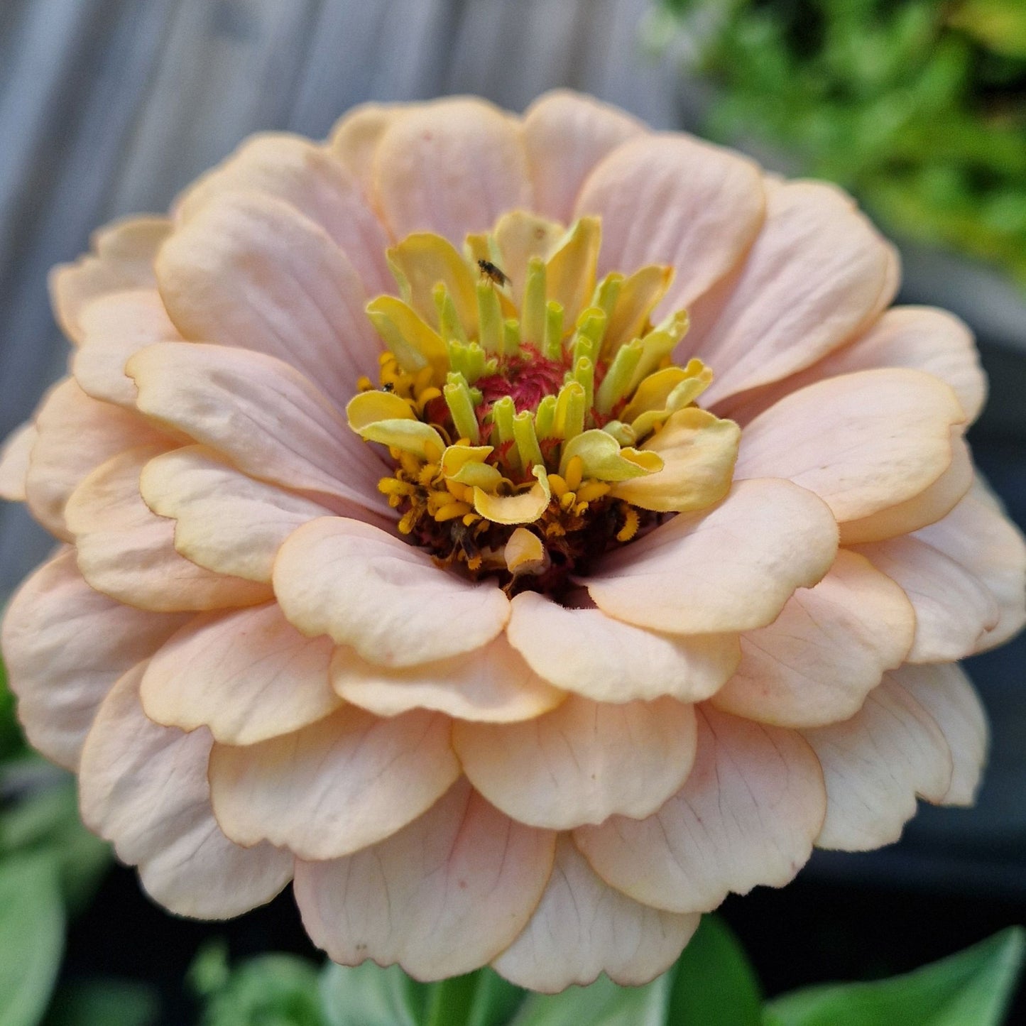 Aprikoscupcake Zinnia (3-pack)