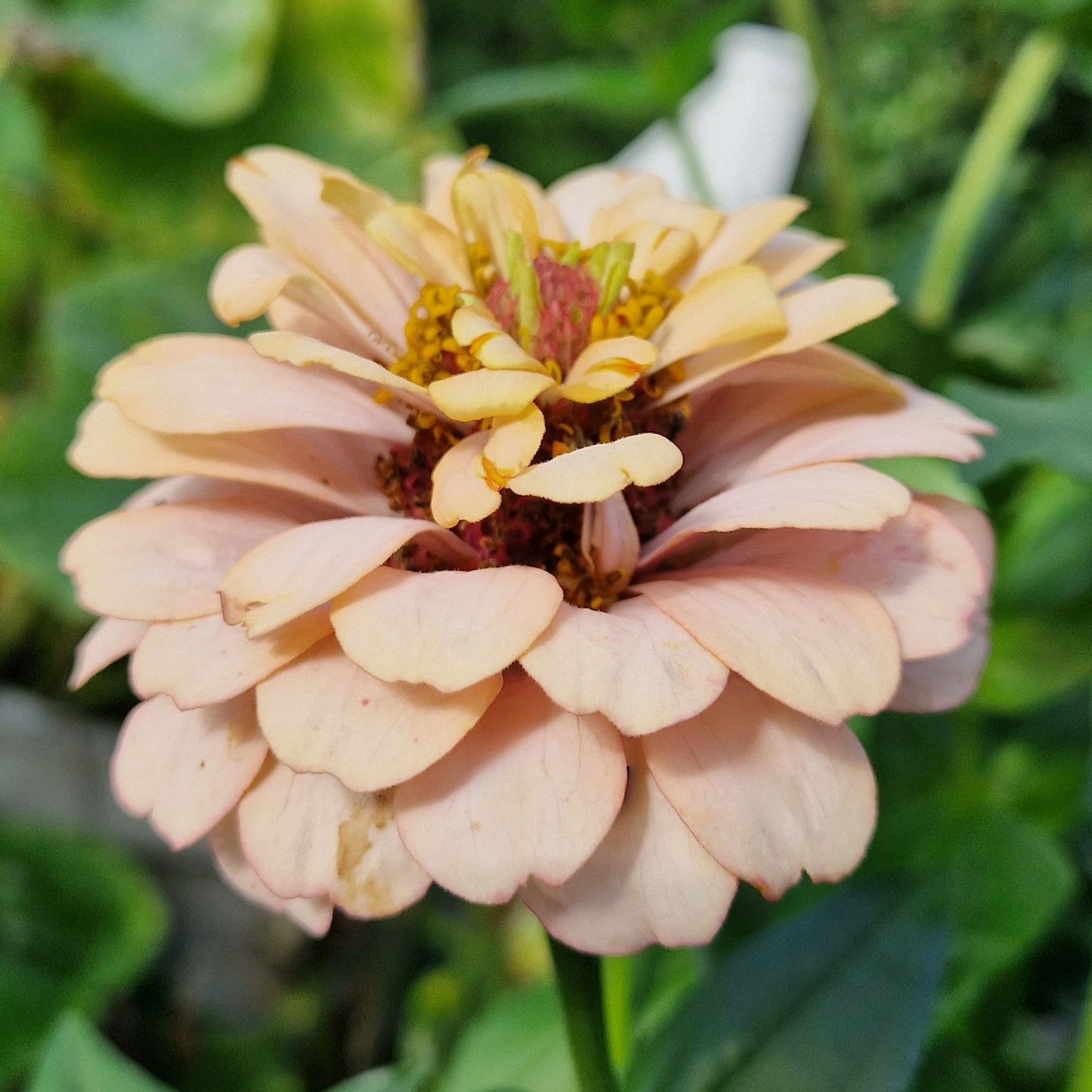 Aprikoscupcake Zinnia (3-pack)