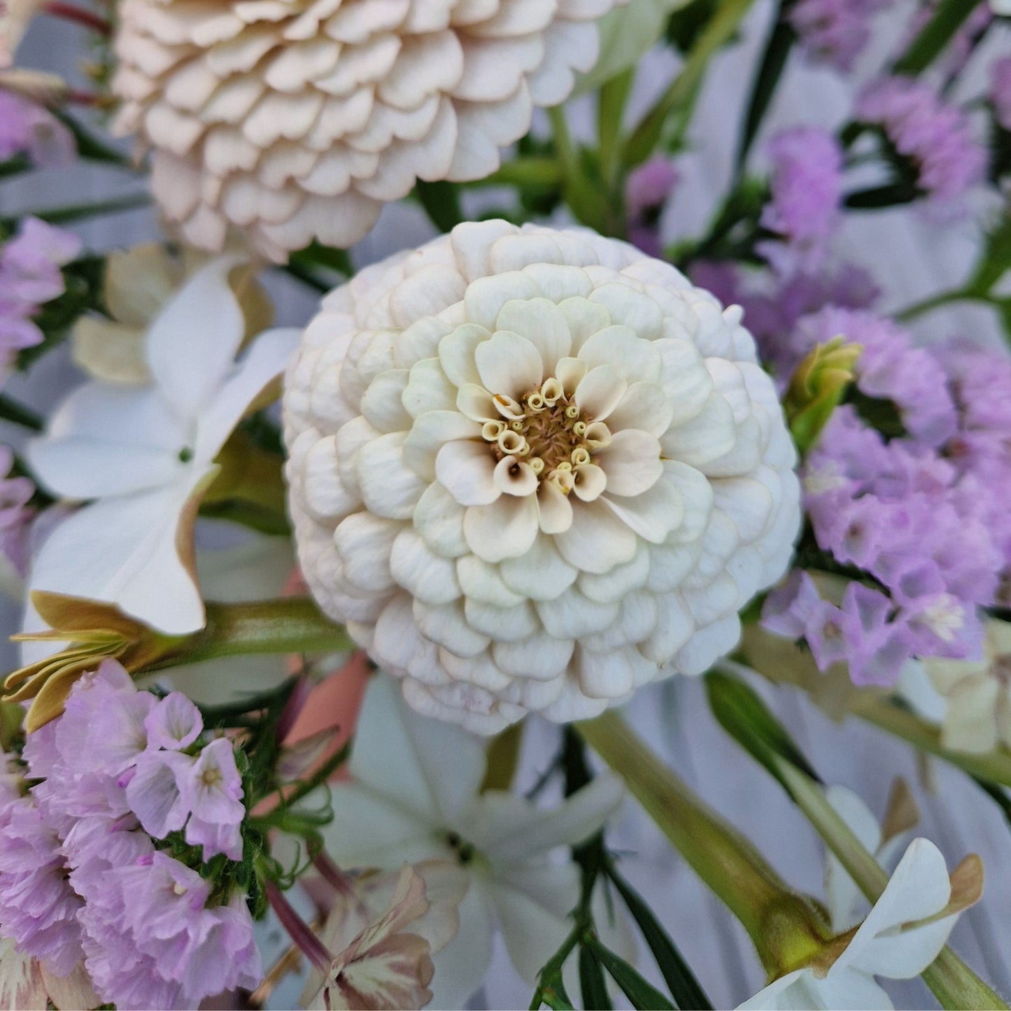 Champagnesorbet Zinnia (3-pack)