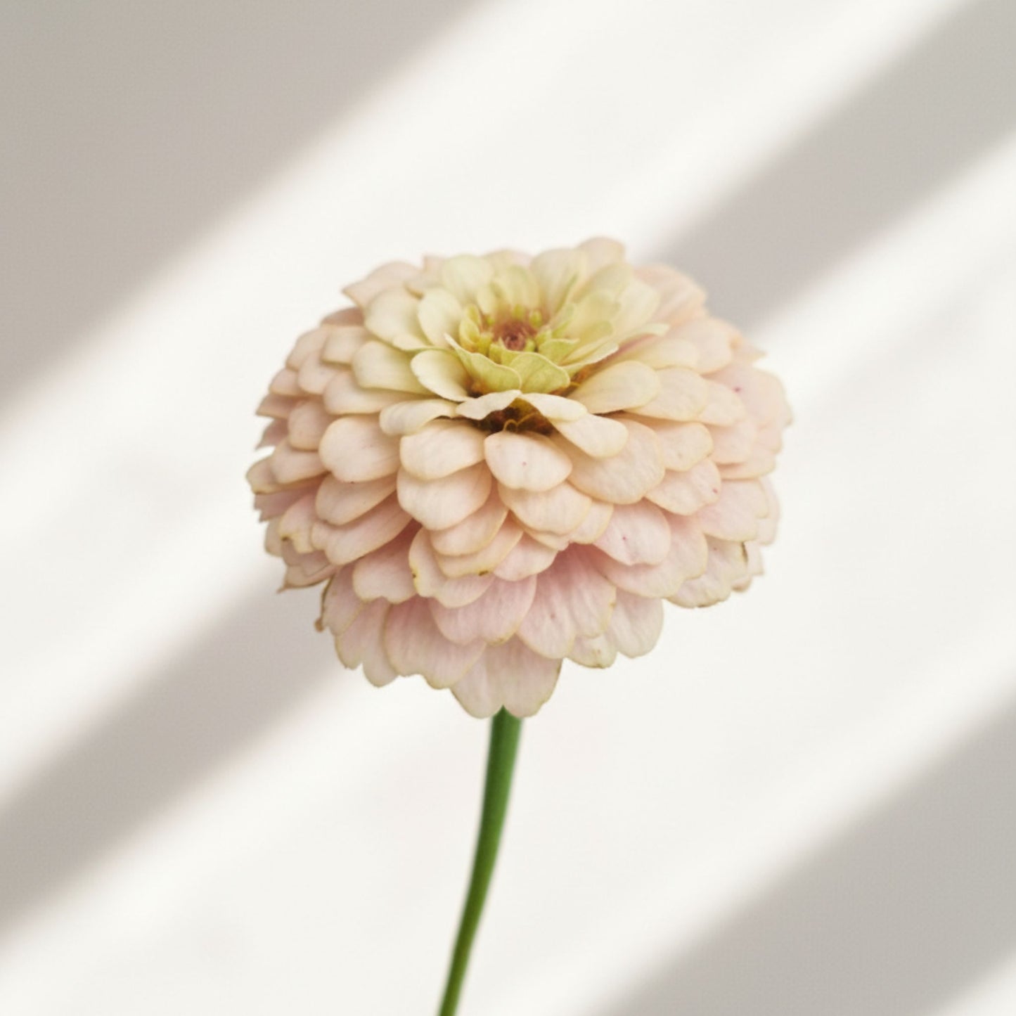 Champagnesorbet Zinnia (3-pack)