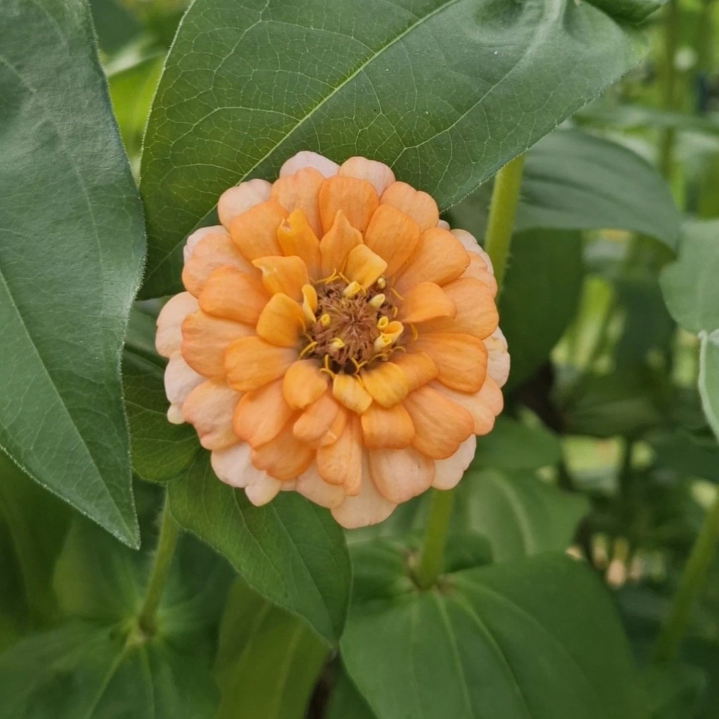 Champagnesorbet Zinnia (3-pack)