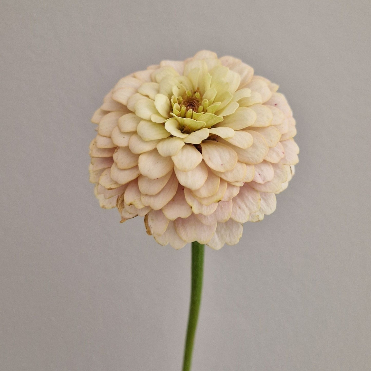 Champagnesorbet Zinnia (3-pack)