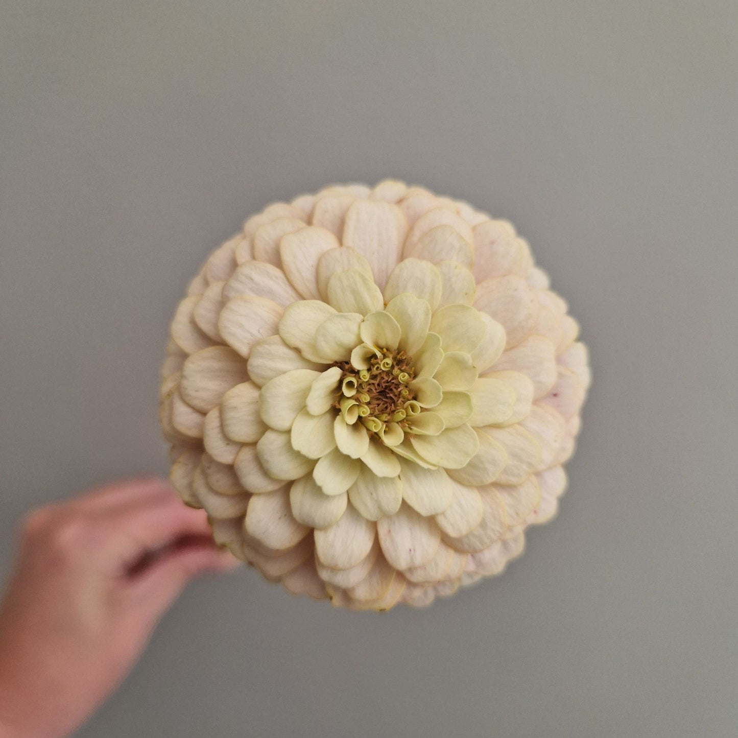 Champagnesorbet Zinnia (3-pack)