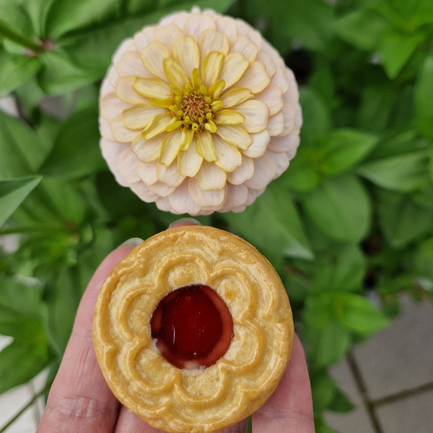 Champagnesorbet Zinnia (3-pack)