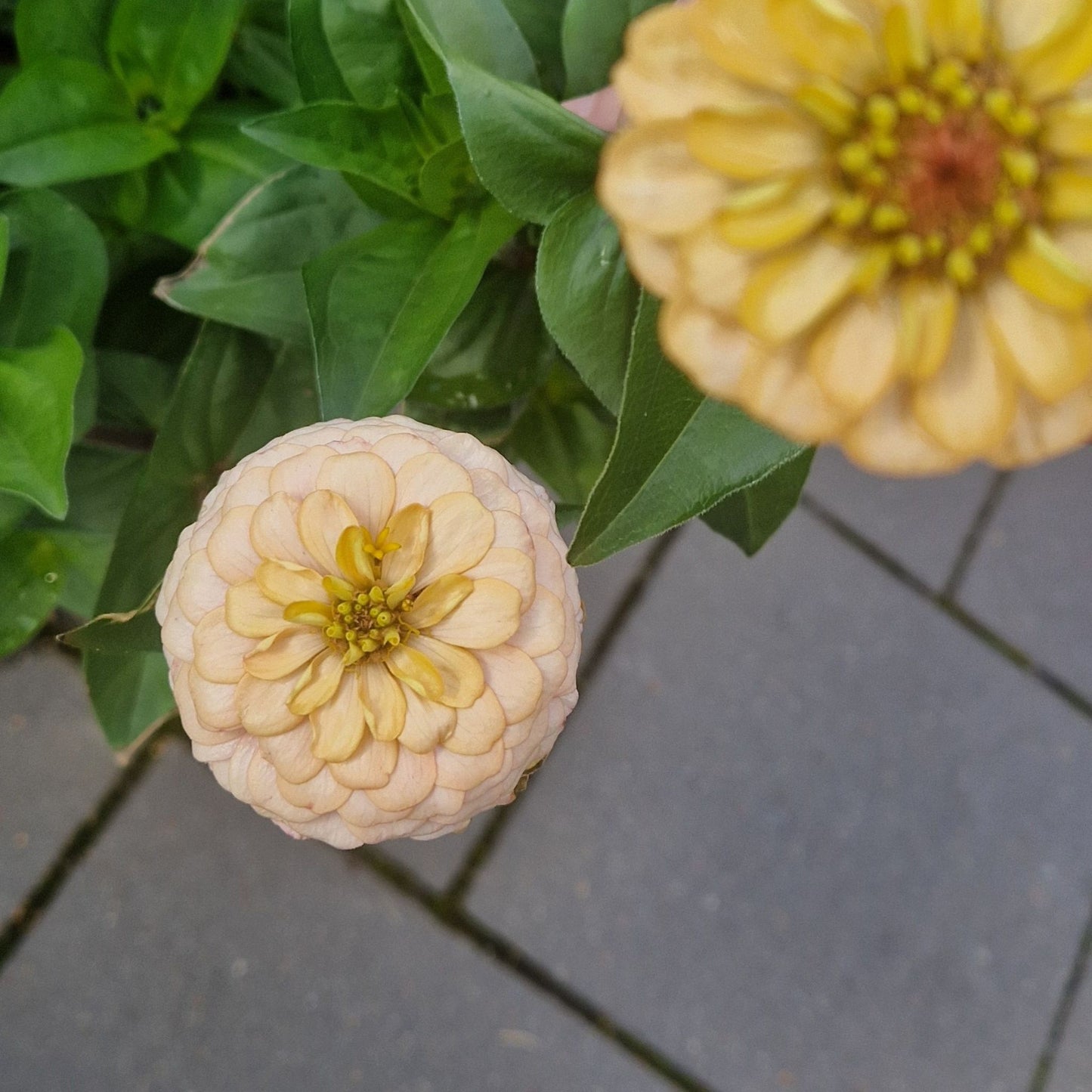 Champagnesorbet Zinnia (3-pack)