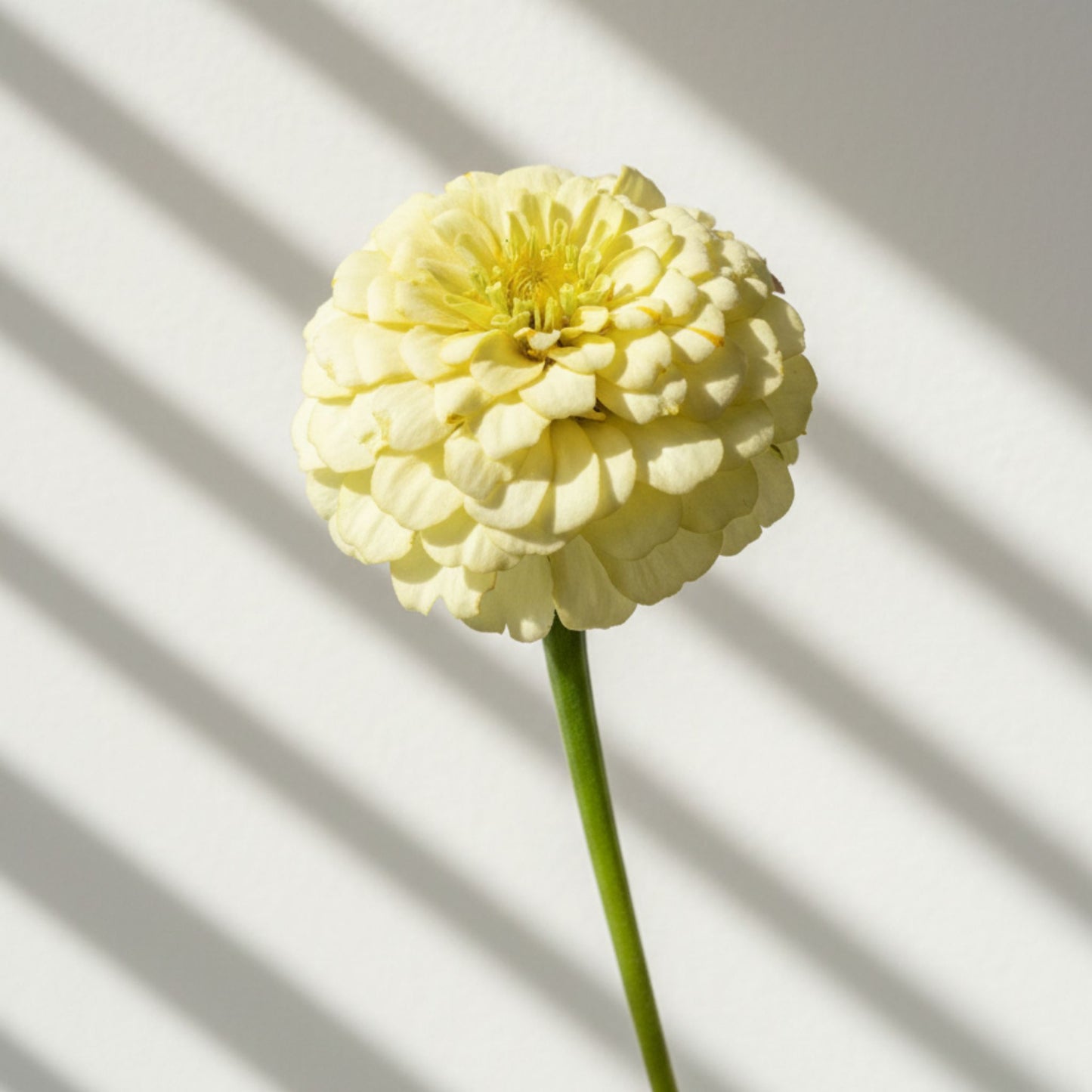 Citronmaräng Zinnia (3-pack)