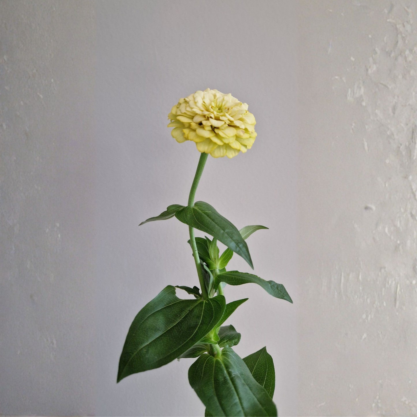 Citronmaräng Zinnia (3-pack)