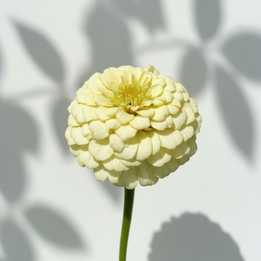 Citronmaräng Zinnia (3-pack)