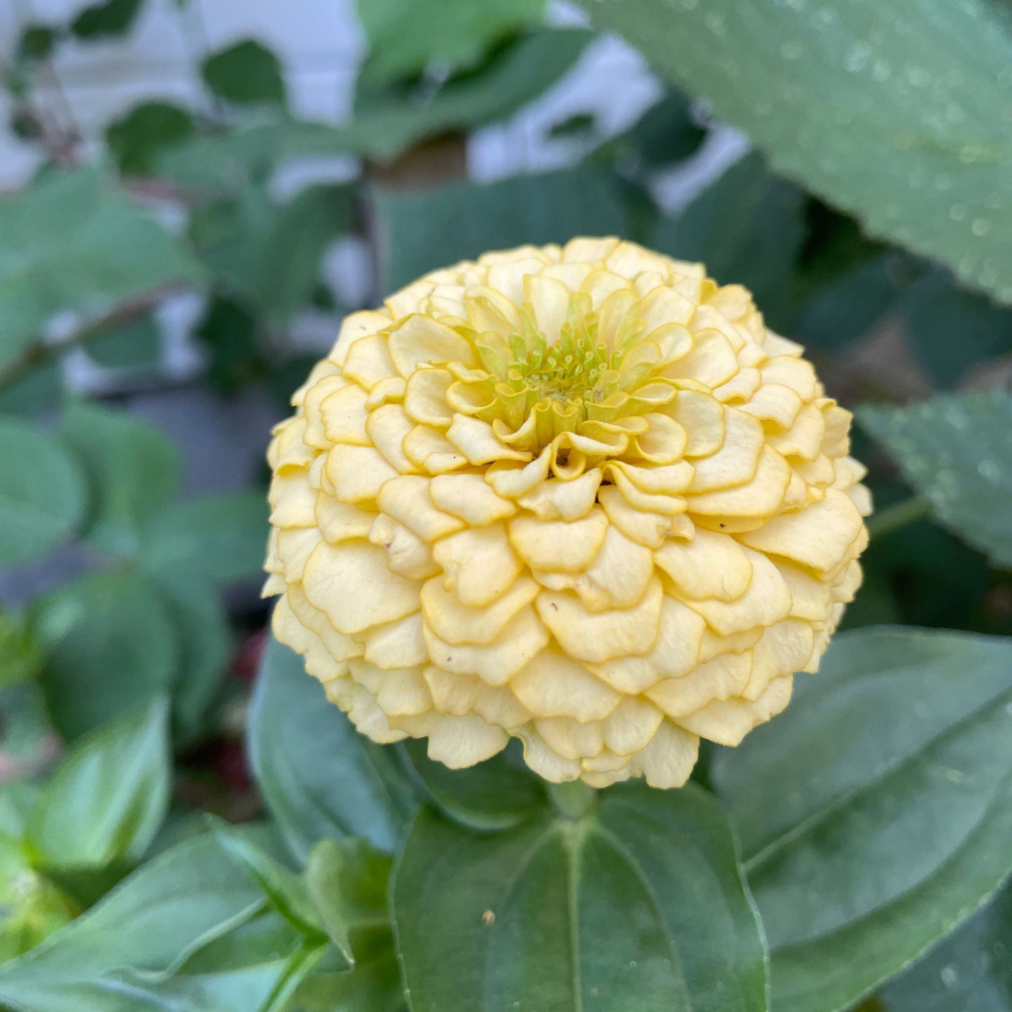 Citronmaräng Zinnia (3-pack)