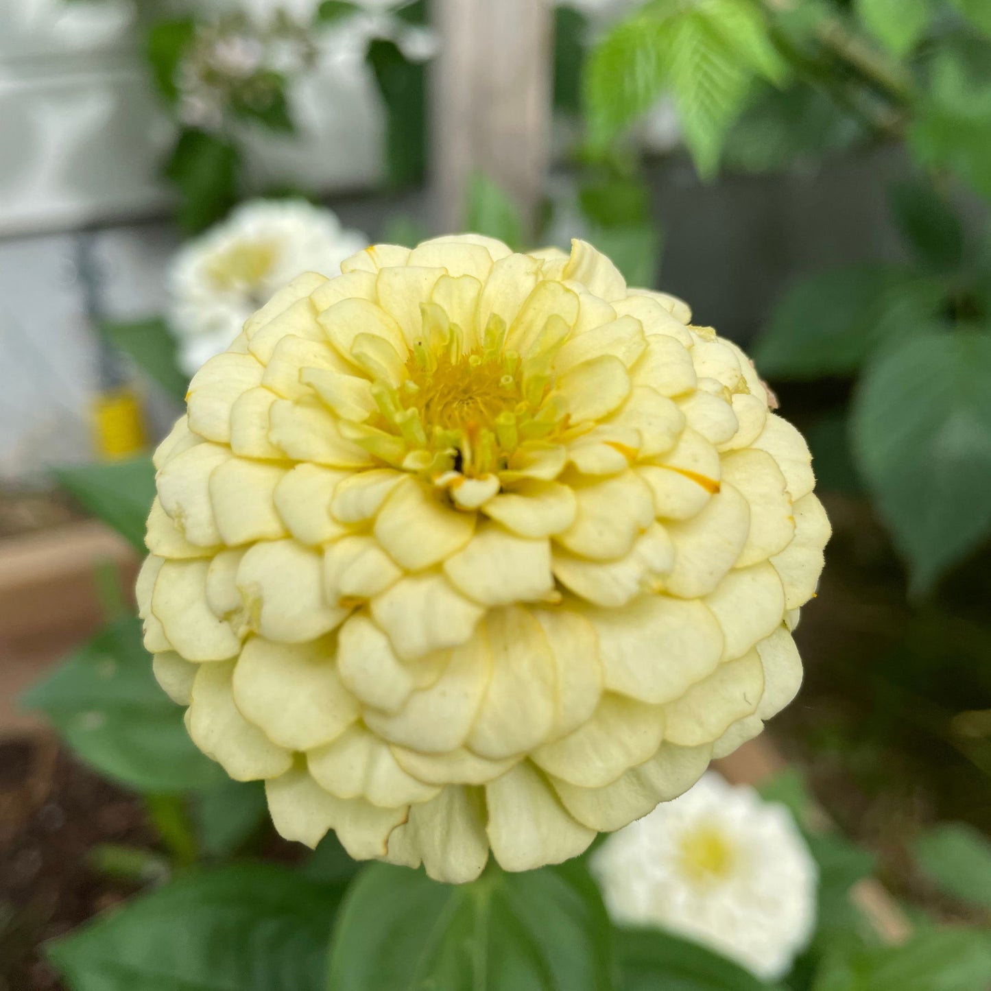 Citronmaräng Zinnia (3-pack)