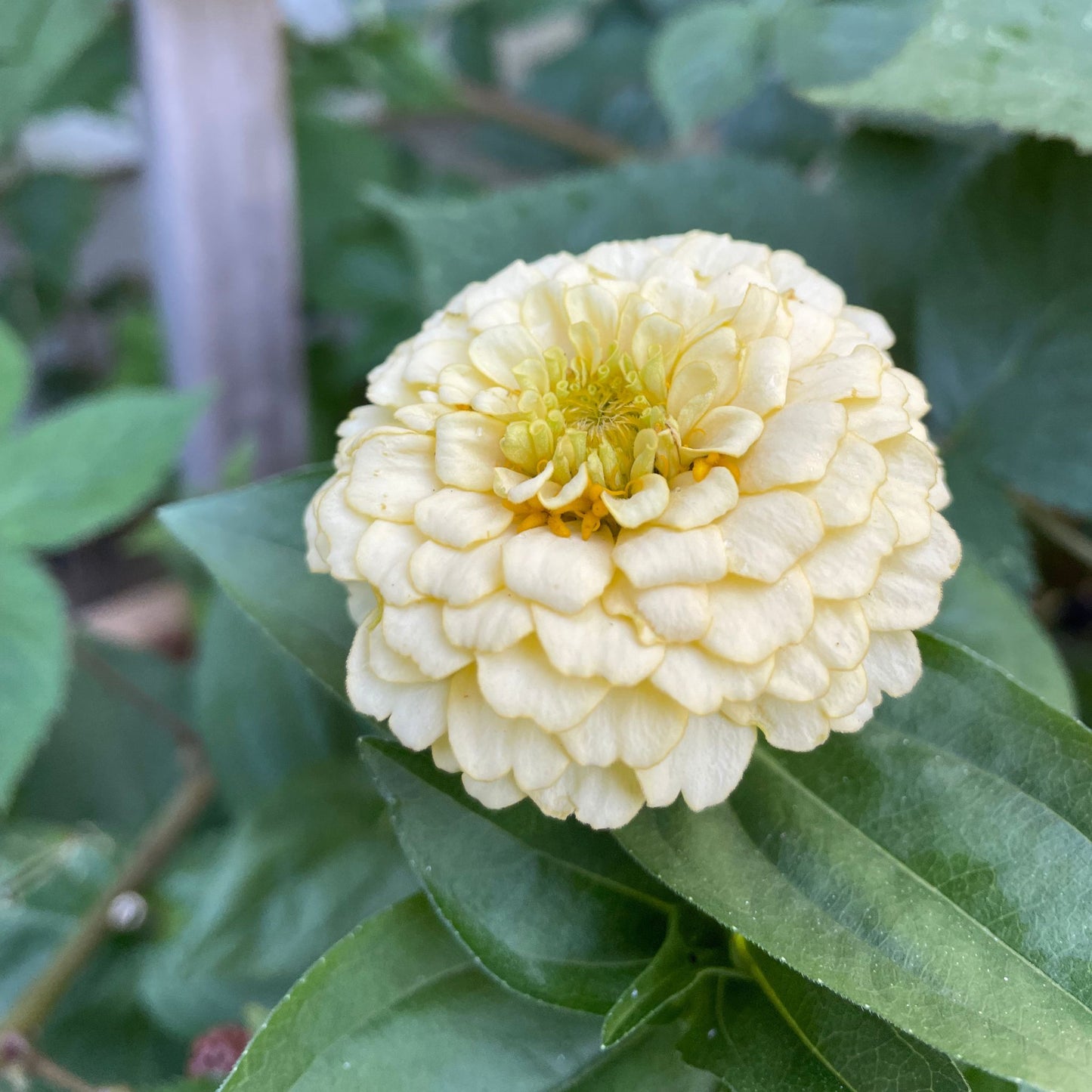 Citronmaräng Zinnia (3-pack)