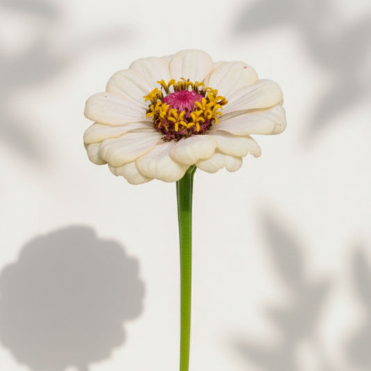Hallongrotta Zinnia (3-pack)