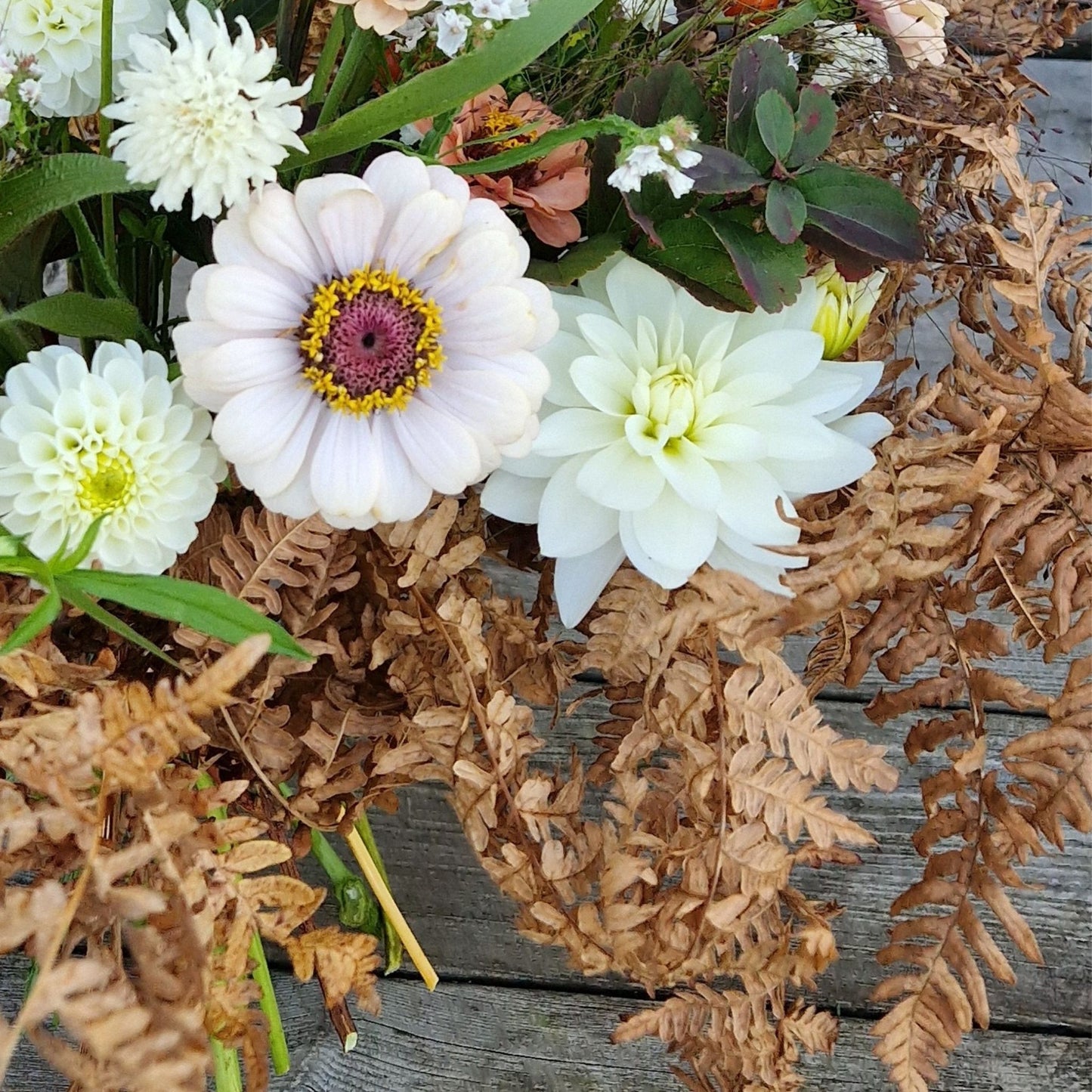 Hallongrotta Zinnia (3-pack)