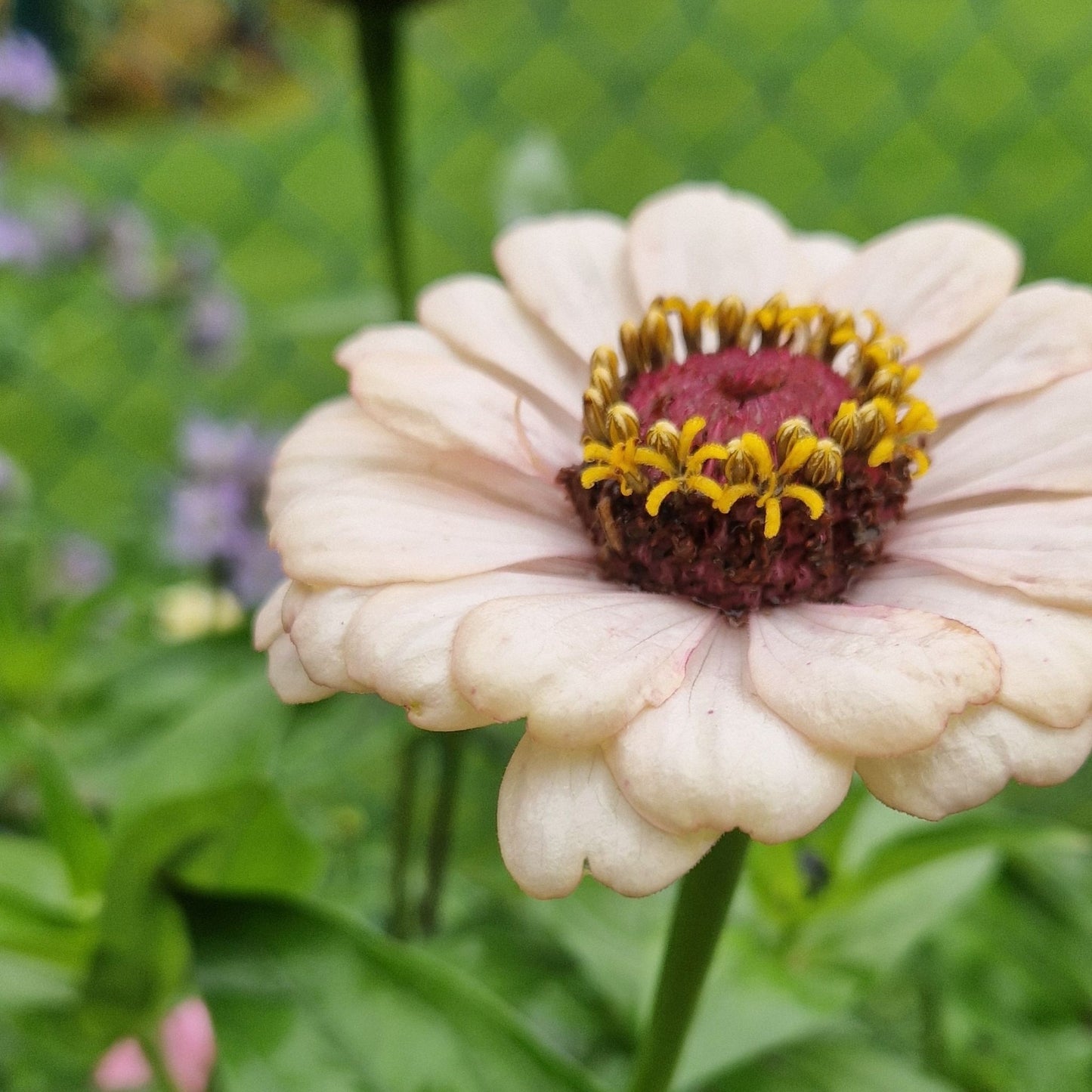 Hallongrotta Zinnia (3-pack)