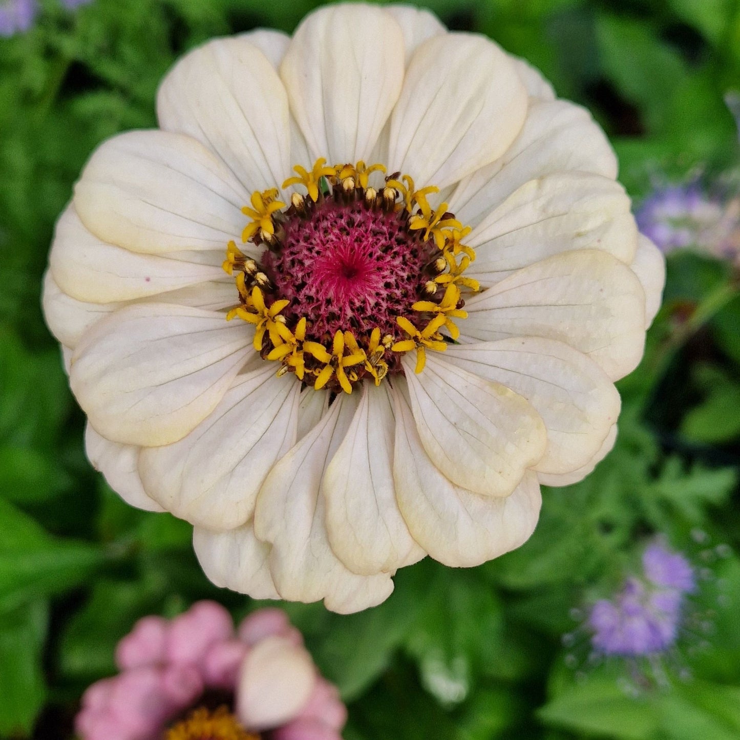 Hallongrotta Zinnia (3-pack)