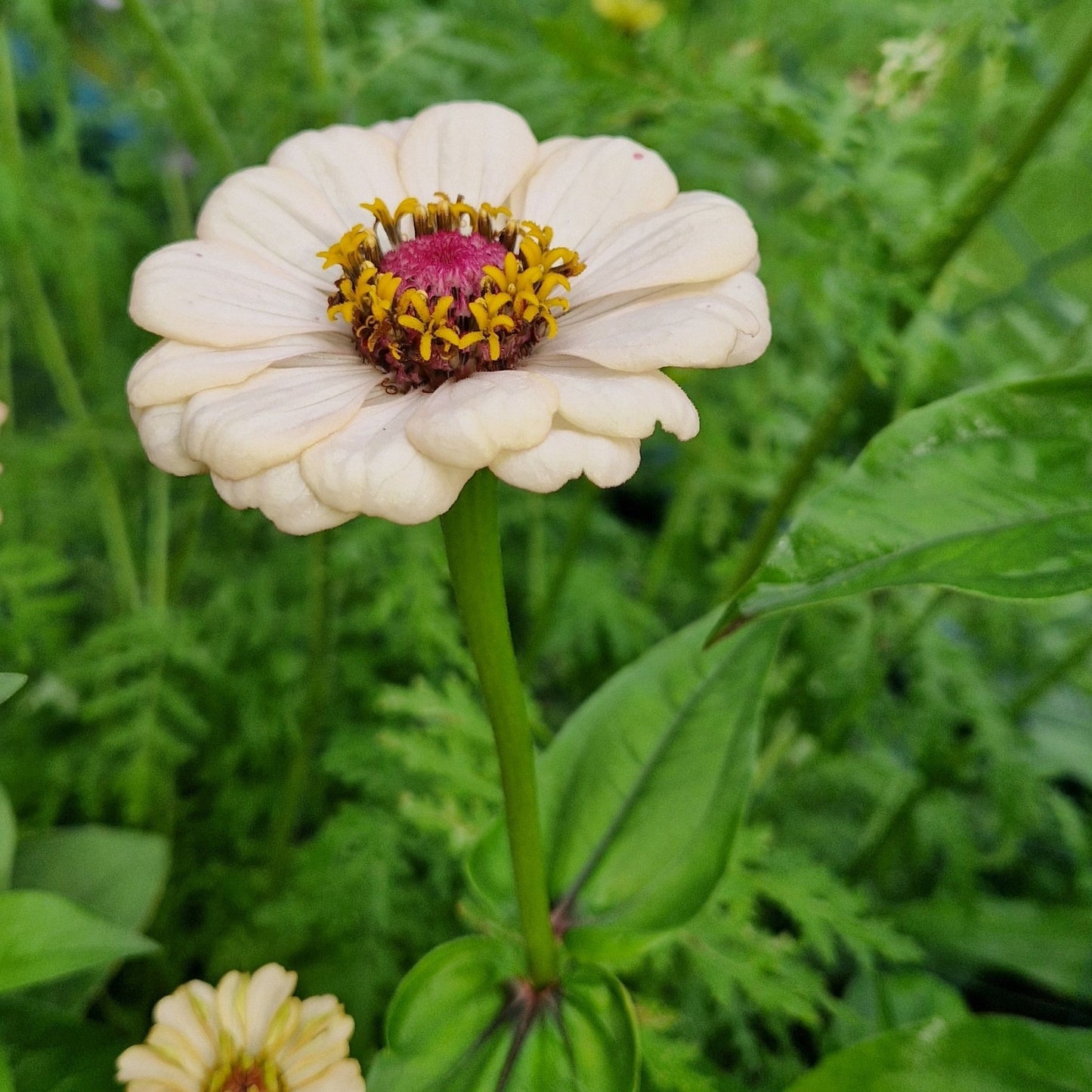 Hallongrotta Zinnia (3-pack)