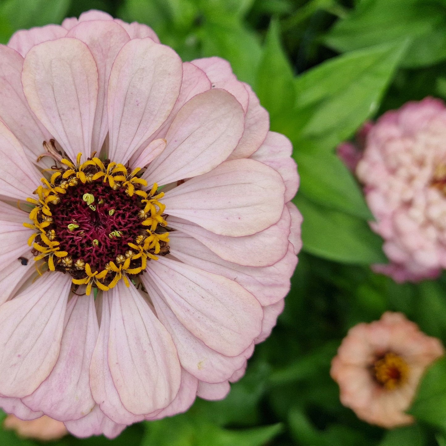Hallonmoussetårta Zinnia (3-pack)