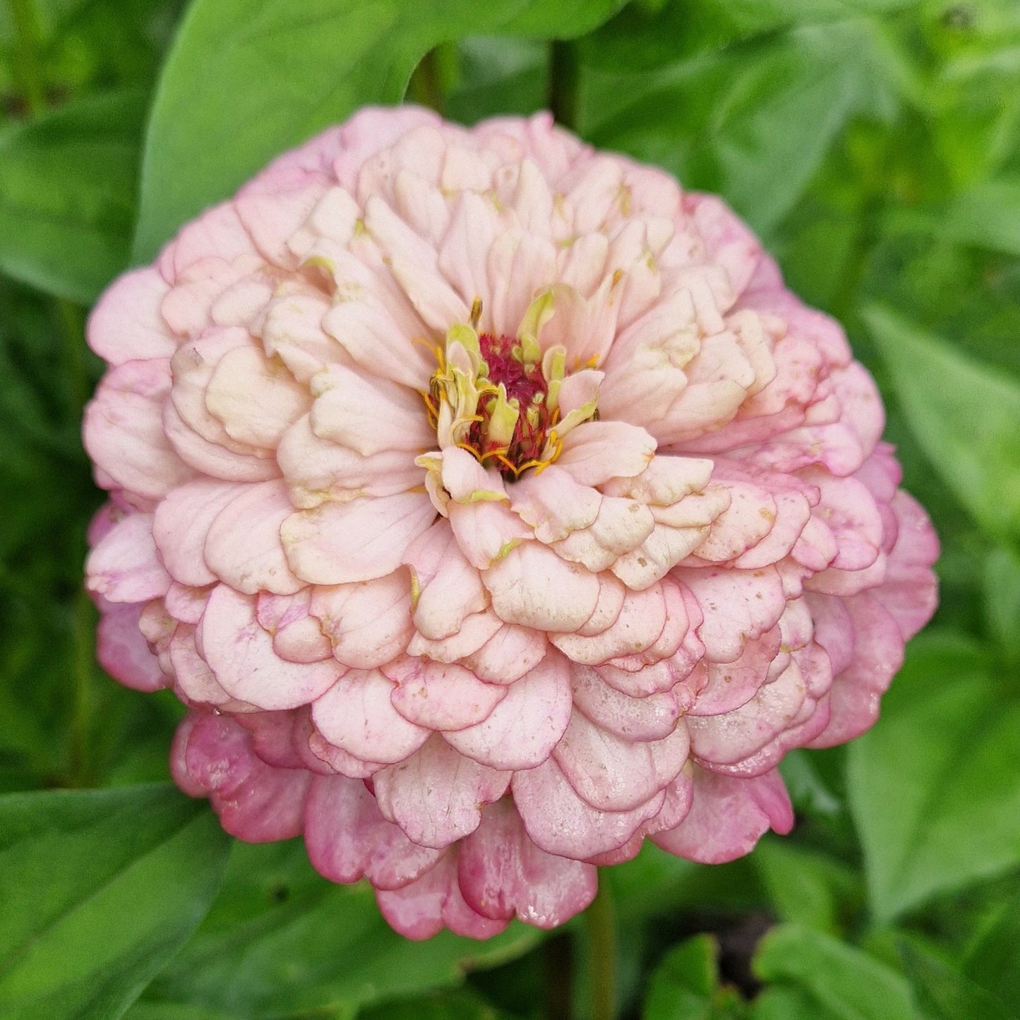 Hallonmoussetårta Zinnia (3-pack)