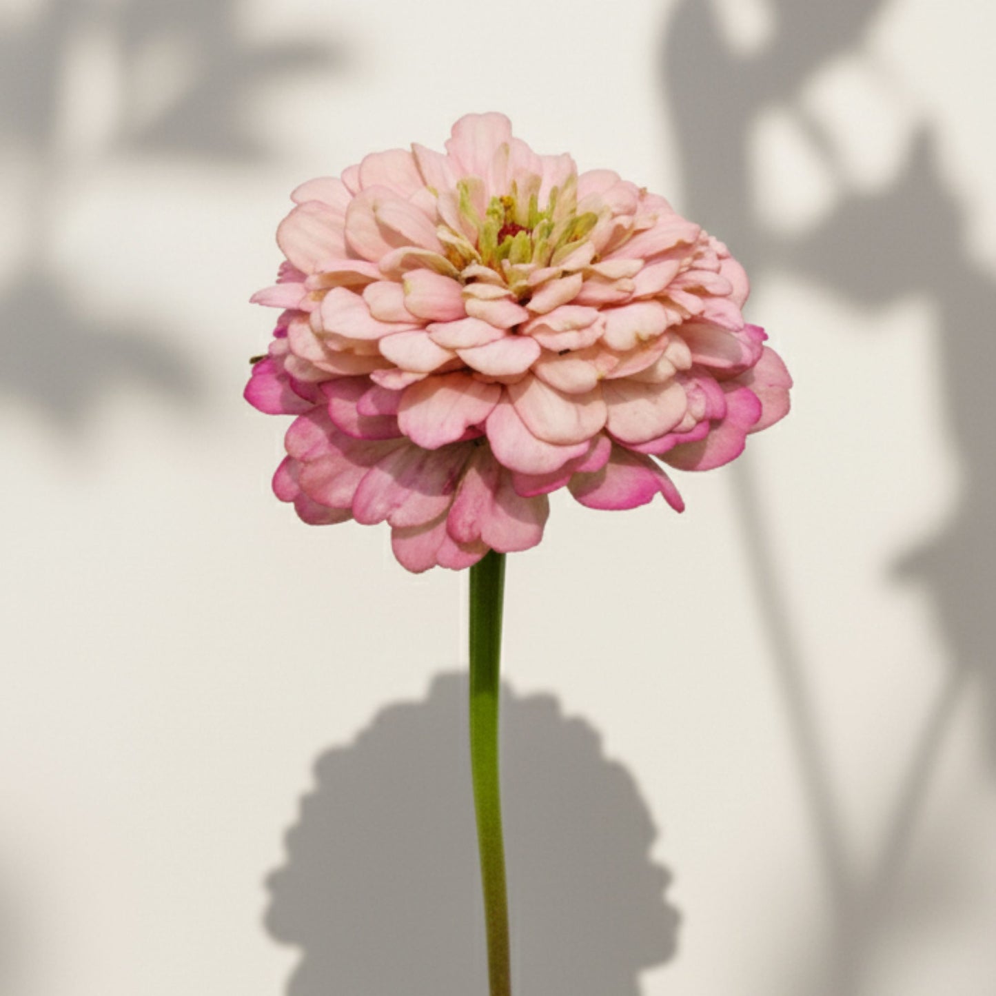 Hallonmoussetårta Zinnia (3-pack)