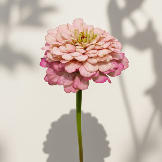 Hallonmoussetårta Zinnia (3-pack)