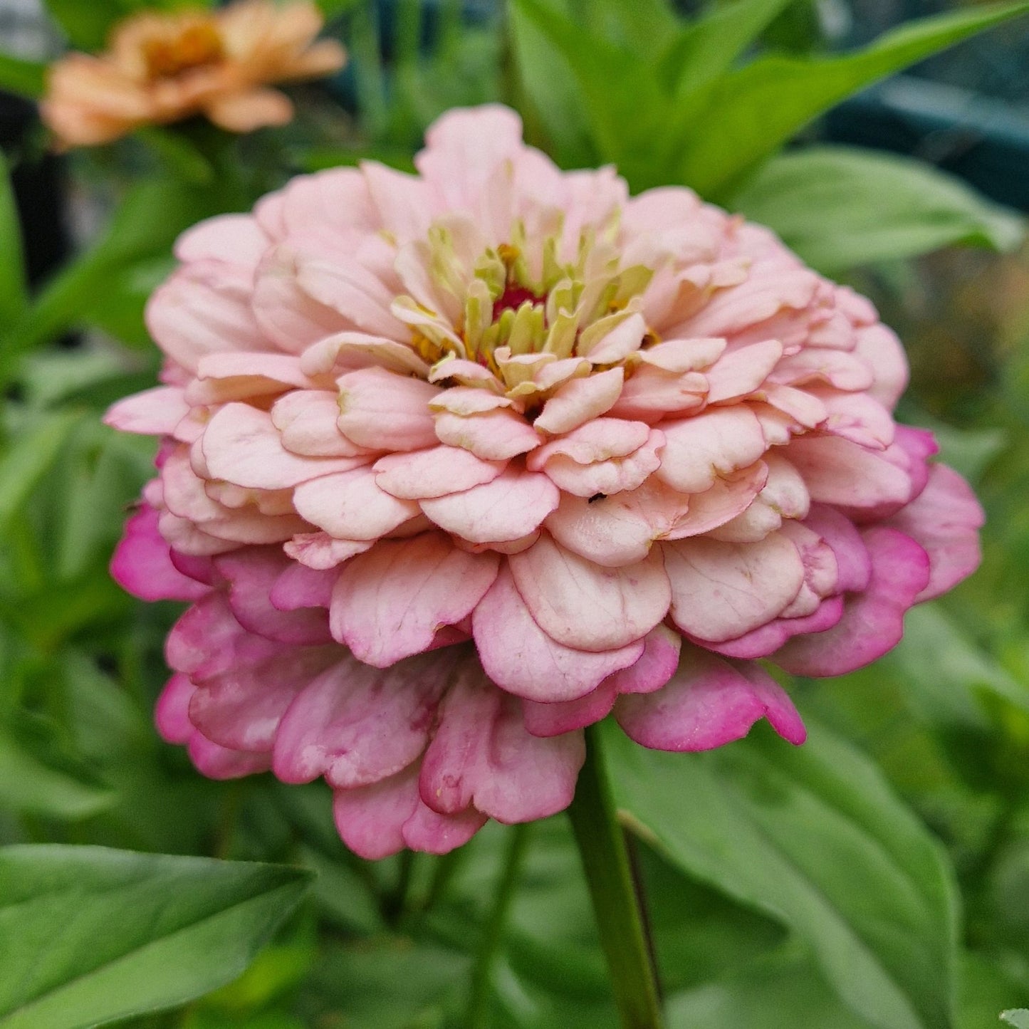 Hallonmoussetårta Zinnia (3-pack)