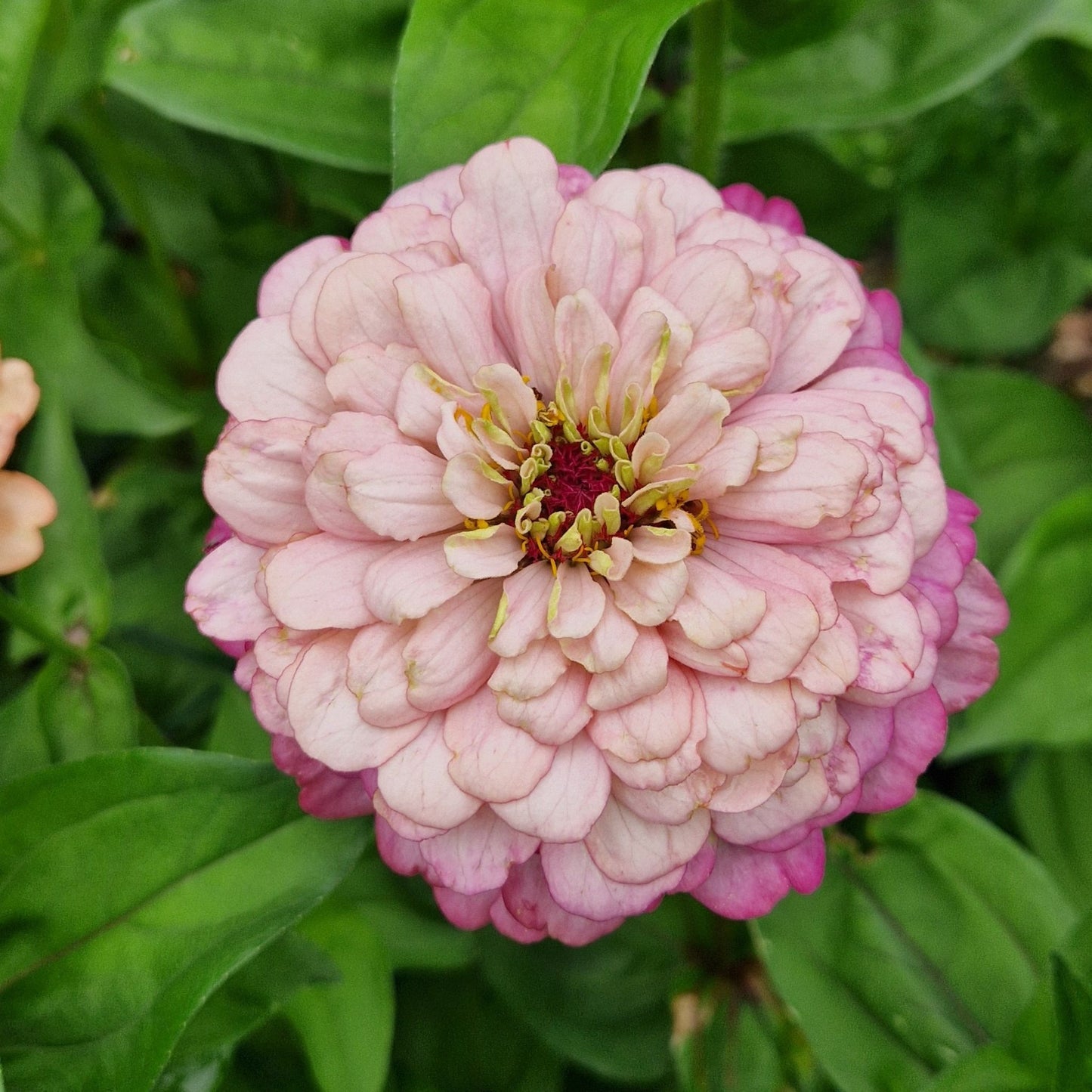 Hallonmoussetårta Zinnia (3-pack)