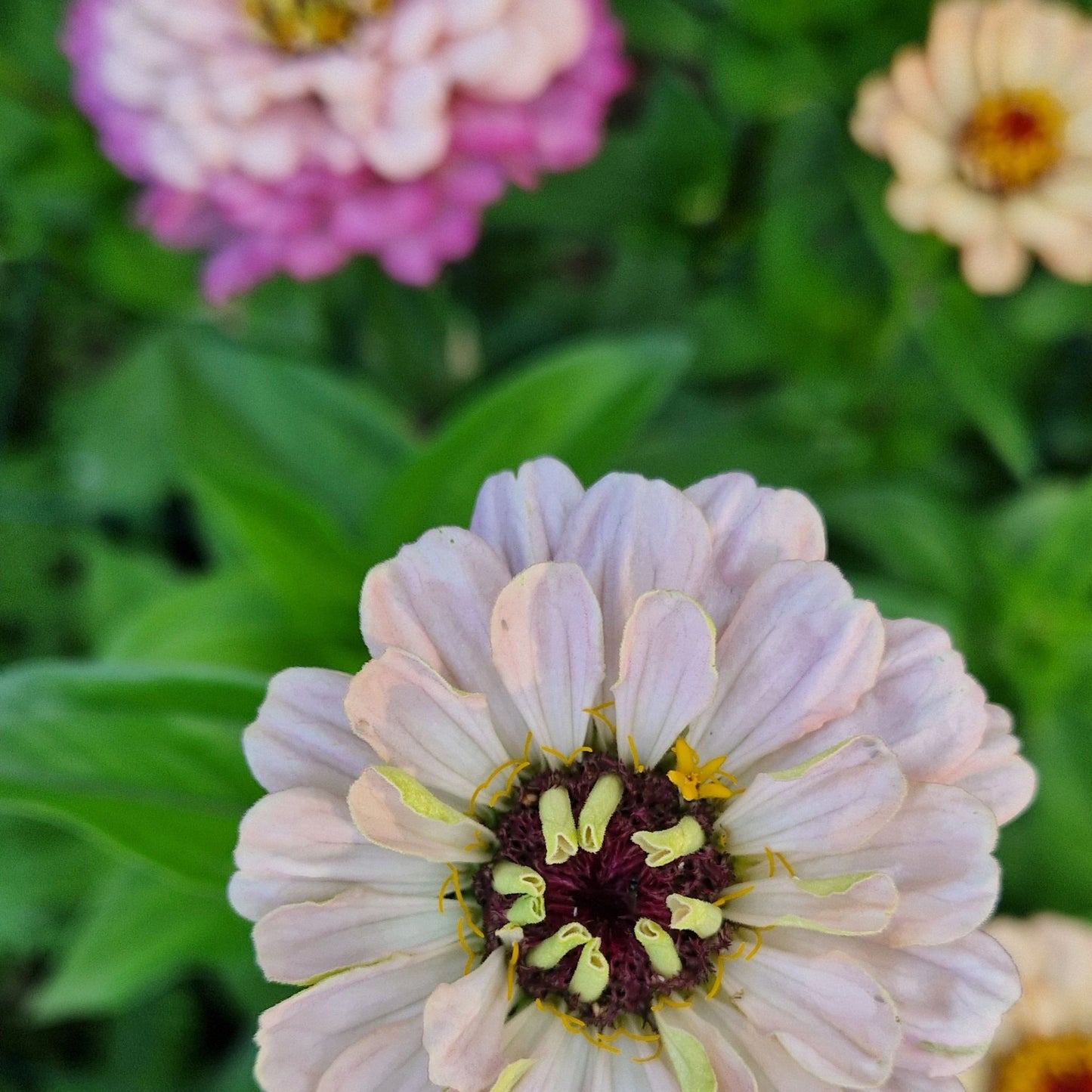 Hallonmoussetårta Zinnia (3-pack)
