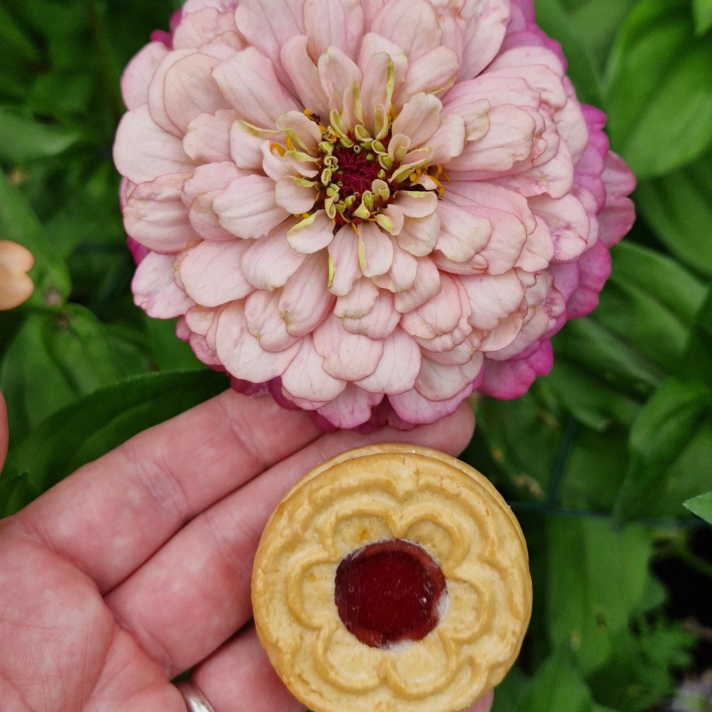 Hallonmoussetårta Zinnia (3-pack)