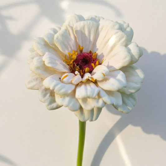 Jordgubbar med Grädde Zinnia (3-pack)