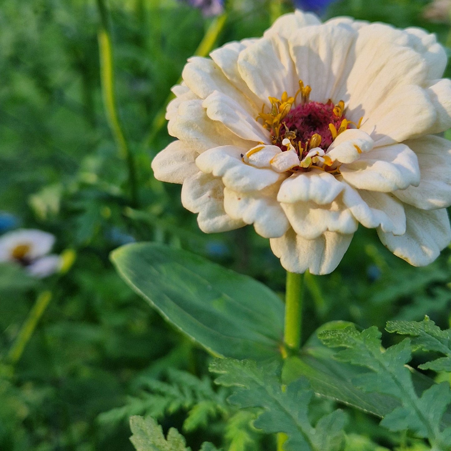 Jordgubbar med Grädde Zinnia (3-pack)