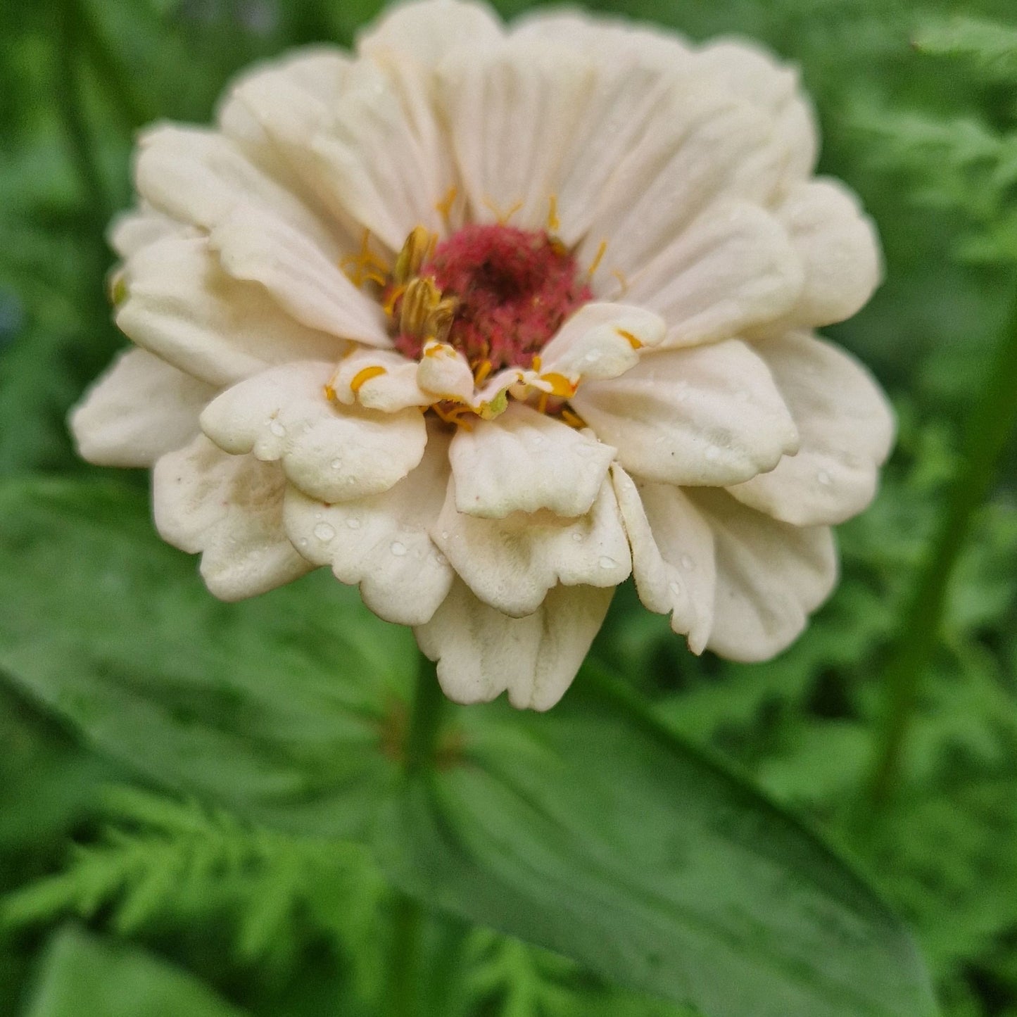 Jordgubbar med Grädde Zinnia (3-pack)