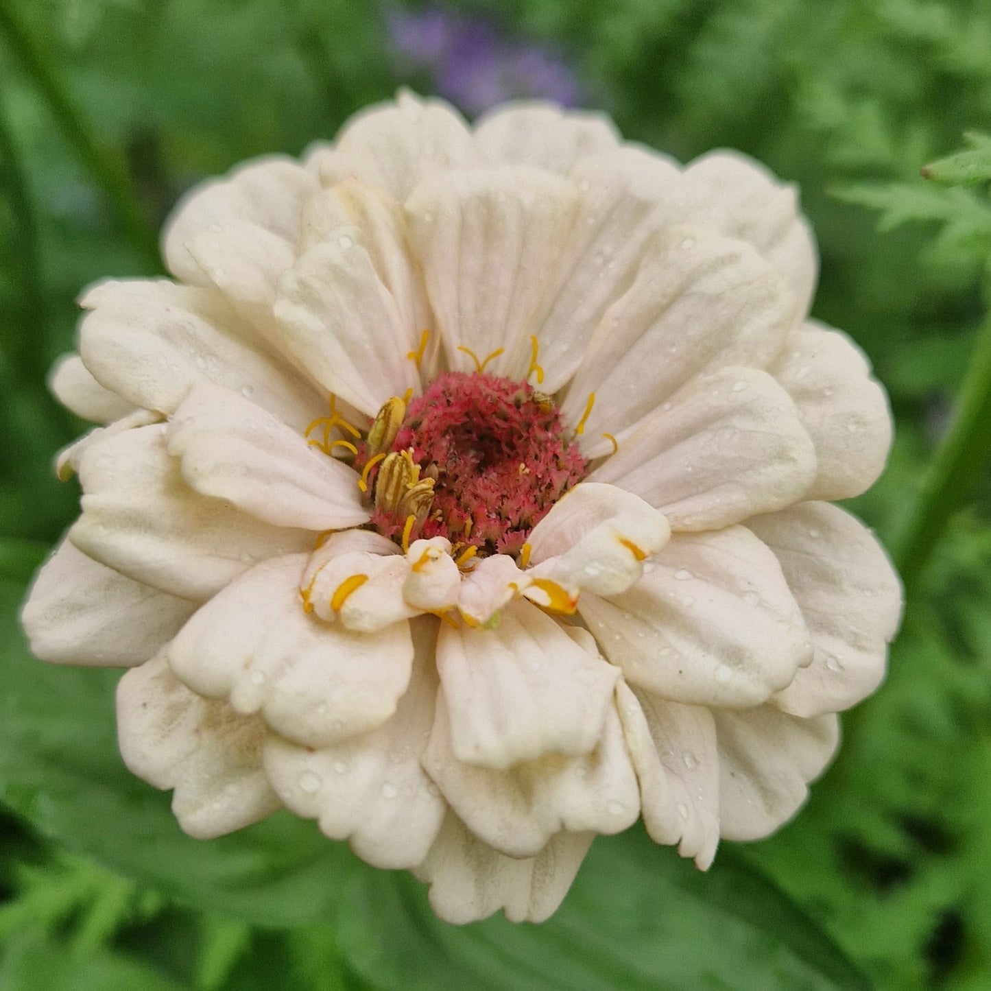 Jordgubbar med Grädde Zinnia (3-pack)