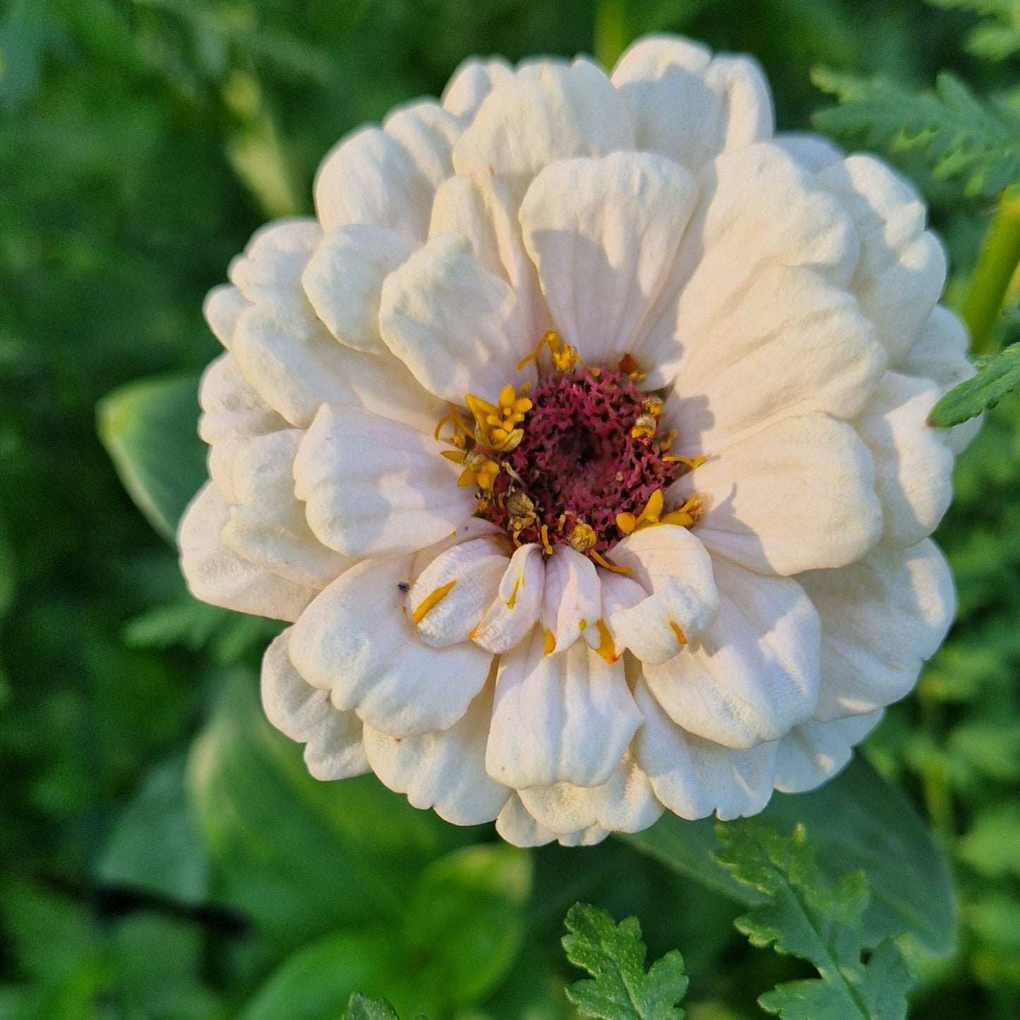 Jordgubbar med Grädde Zinnia (3-pack)