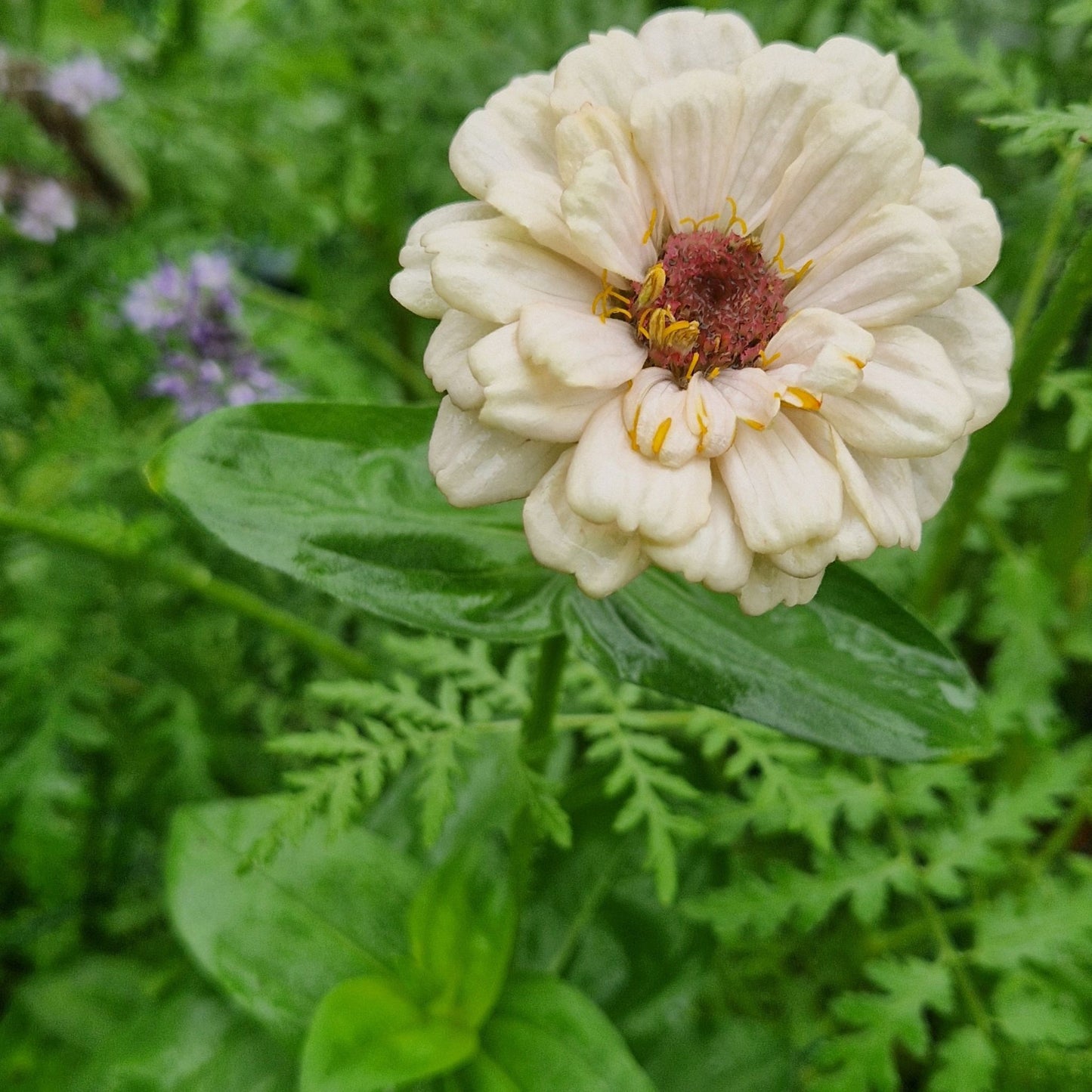 Jordgubbar med Grädde Zinnia (3-pack)